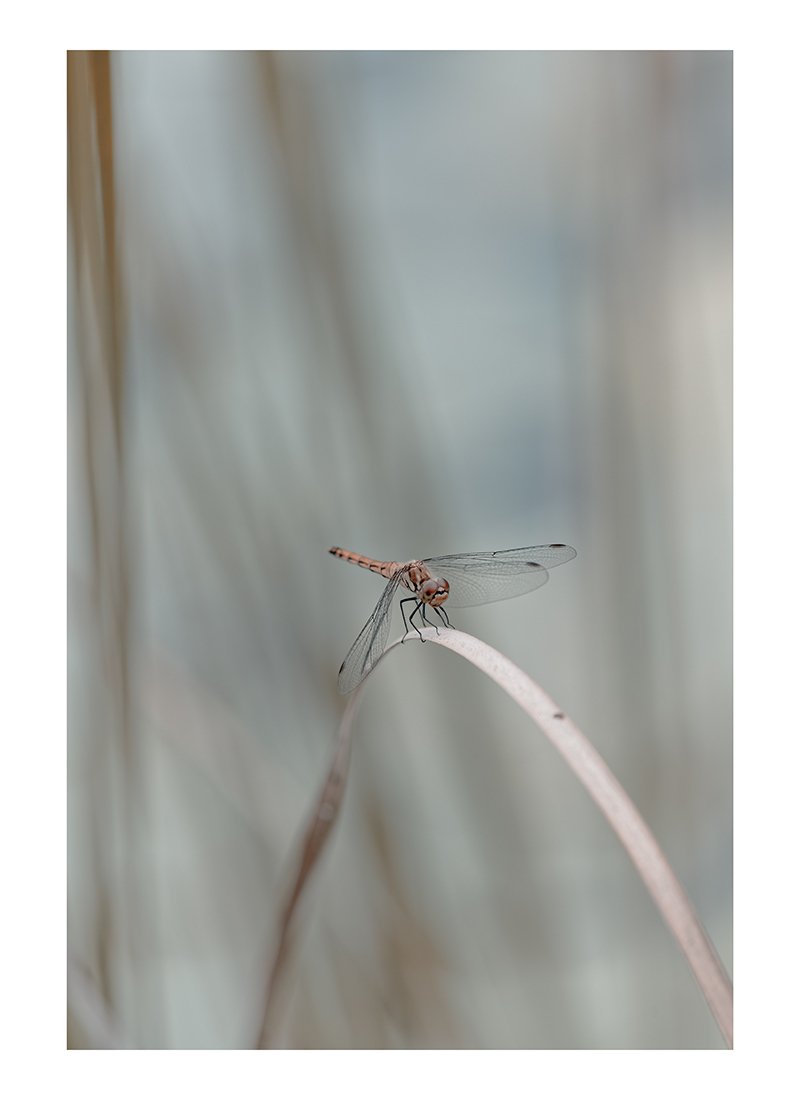 蜻蛉七題｜江口 敬｜写真家