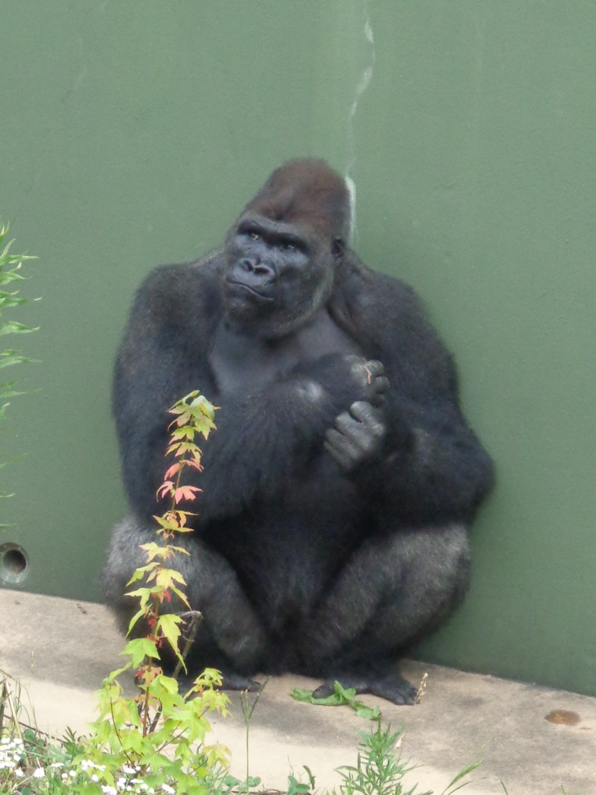 日本ゴリラ化計画】名古屋編2025夏①絶対に幸せになるんだよ、アニー