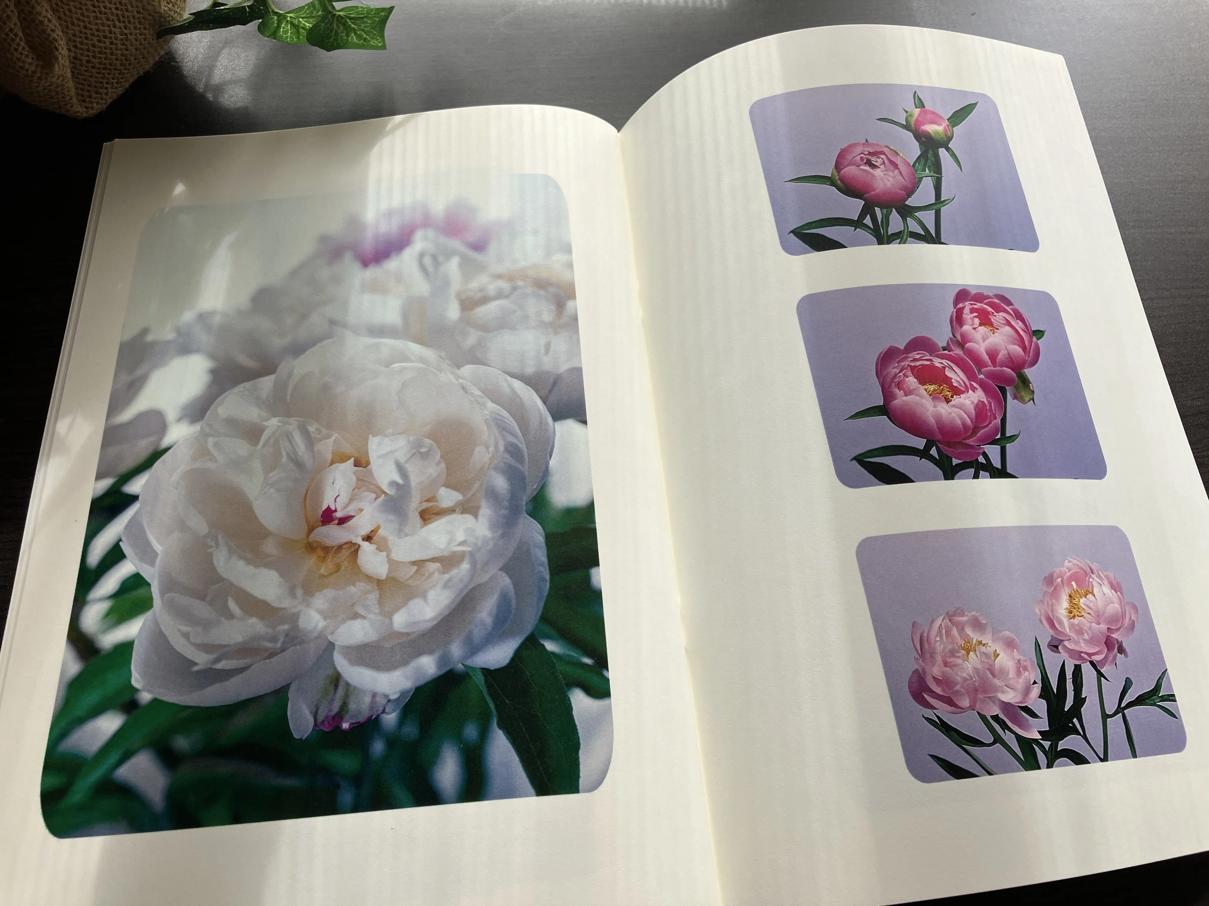 花の写真集（PhotoZINE）を作ってみた｜タキツネ | 花の写真を撮ります