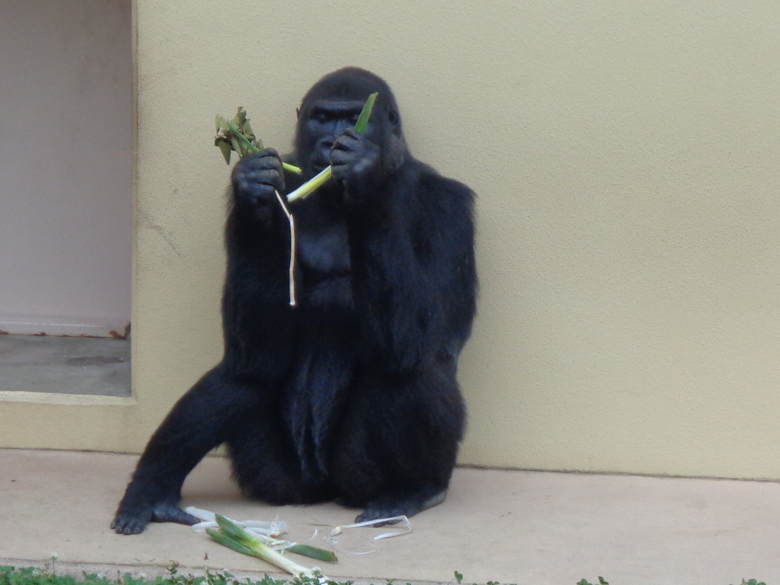 日本ゴリラ化計画】名古屋編2025夏①絶対に幸せになるんだよ、アニー