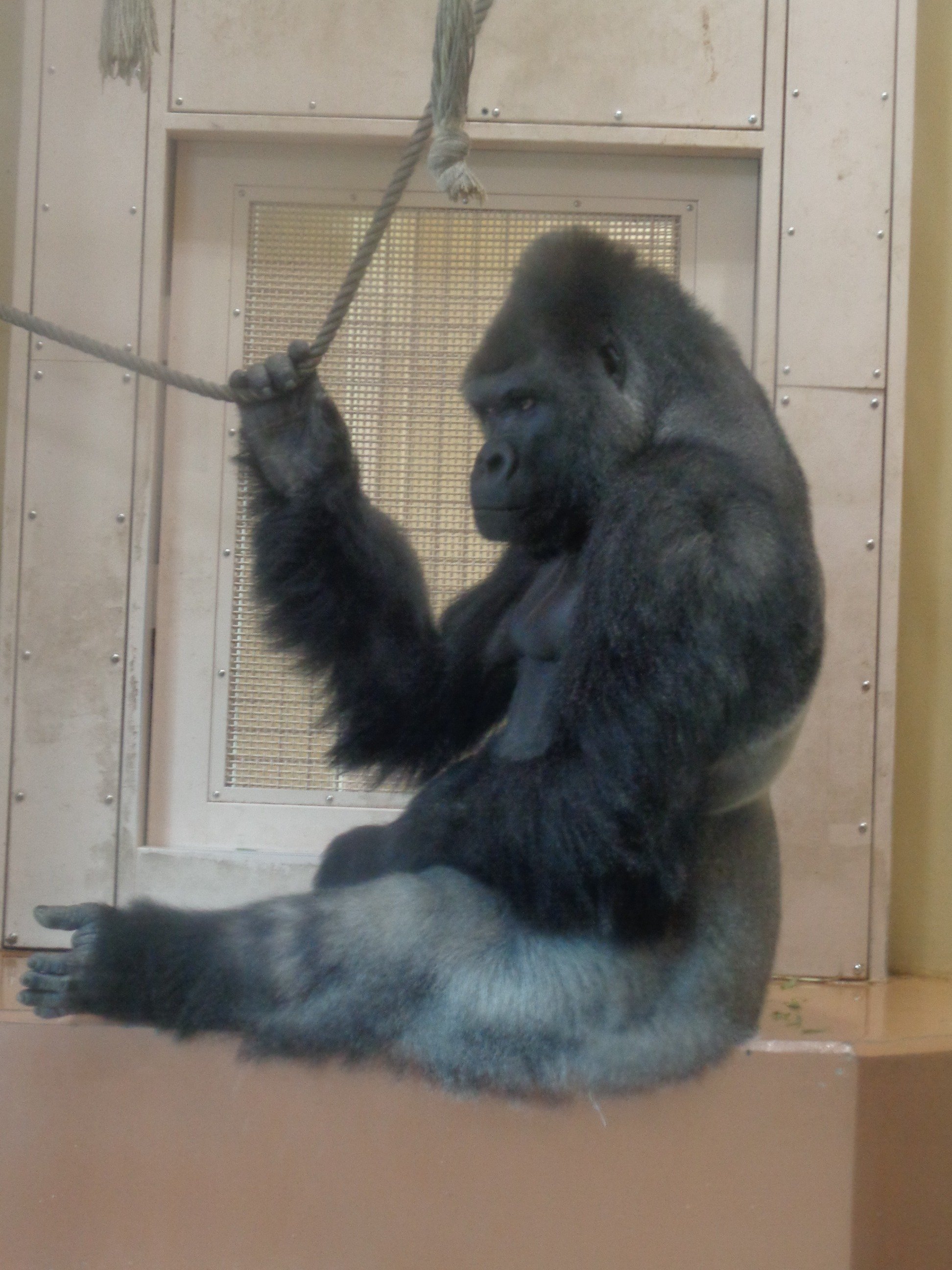 日本ゴリラ化計画】名古屋編2025夏①絶対に幸せになるんだよ、アニー