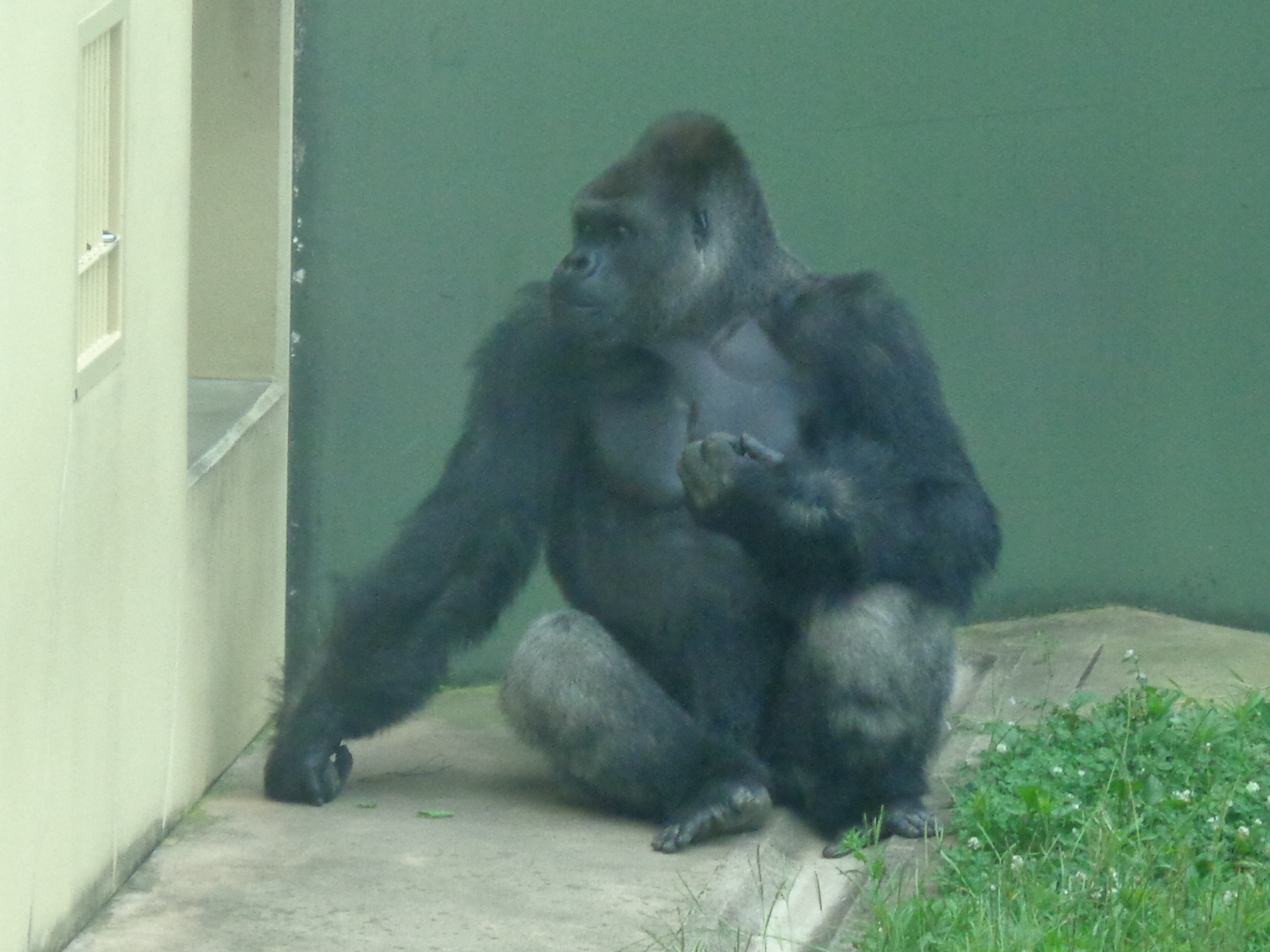 日本ゴリラ化計画】名古屋編2025夏①絶対に幸せになるんだよ、アニー