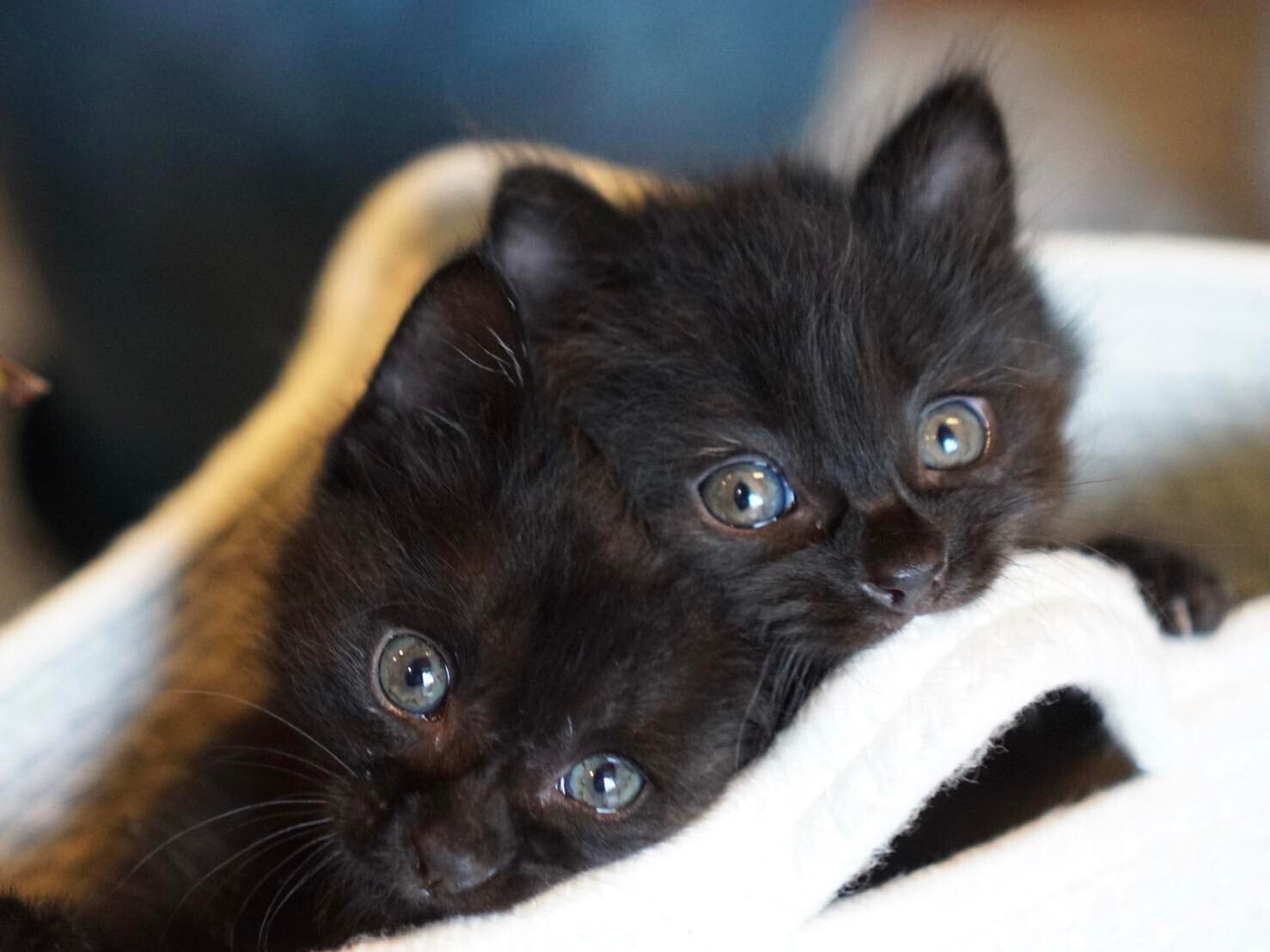心を燃やせ」煉獄さんと同じ誕生日に生まれた黒猫🐈‍⬛そして私｜猫