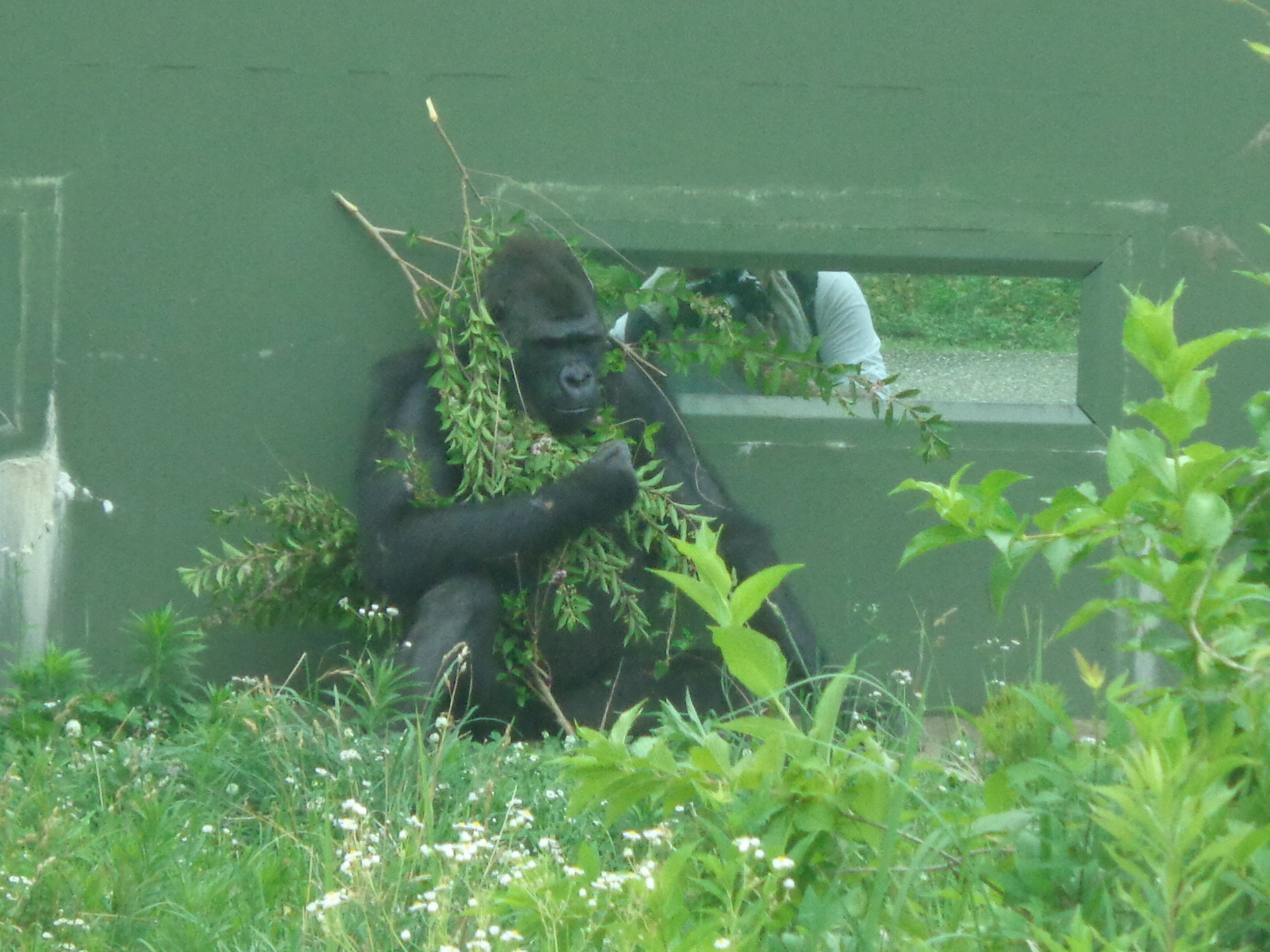 日本ゴリラ化計画】名古屋編2025夏①絶対に幸せになるんだよ、アニー