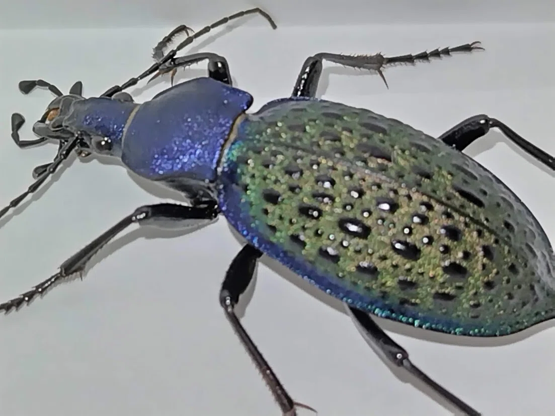38mm】エリスカブリモドキ オサムシ標本 オサムシ マイマインミョウ