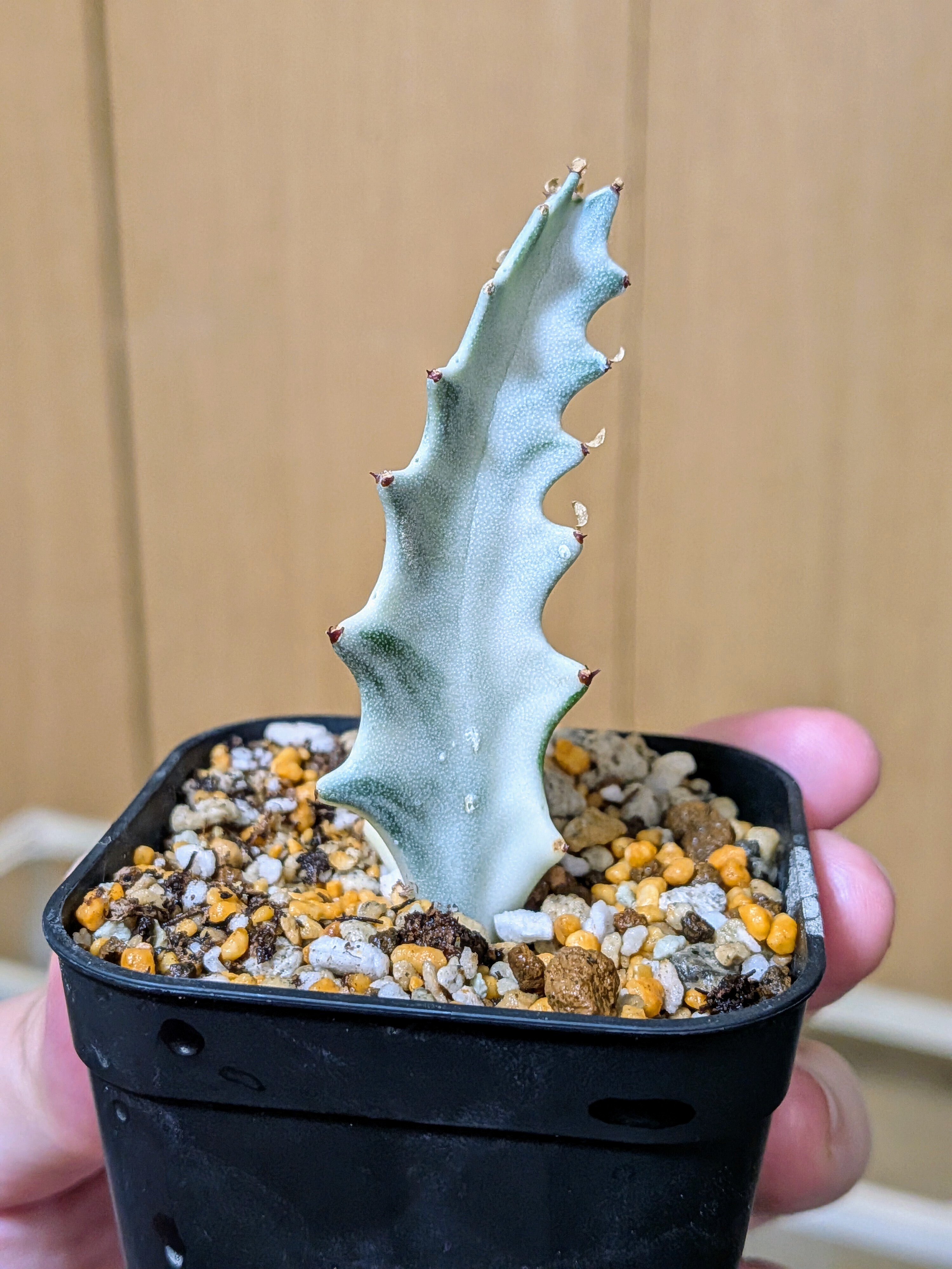 ユーフォルビア ホワイトゴースト】普及種だけど変わらぬ魅力。｜Az