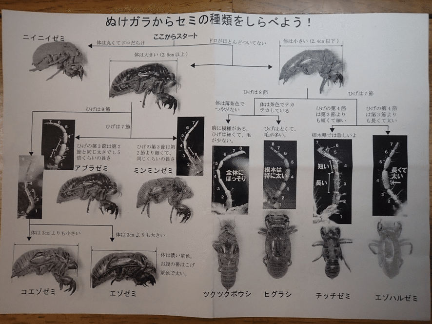 トチノキとセミの抜け殻（空蝉）｜マンガン