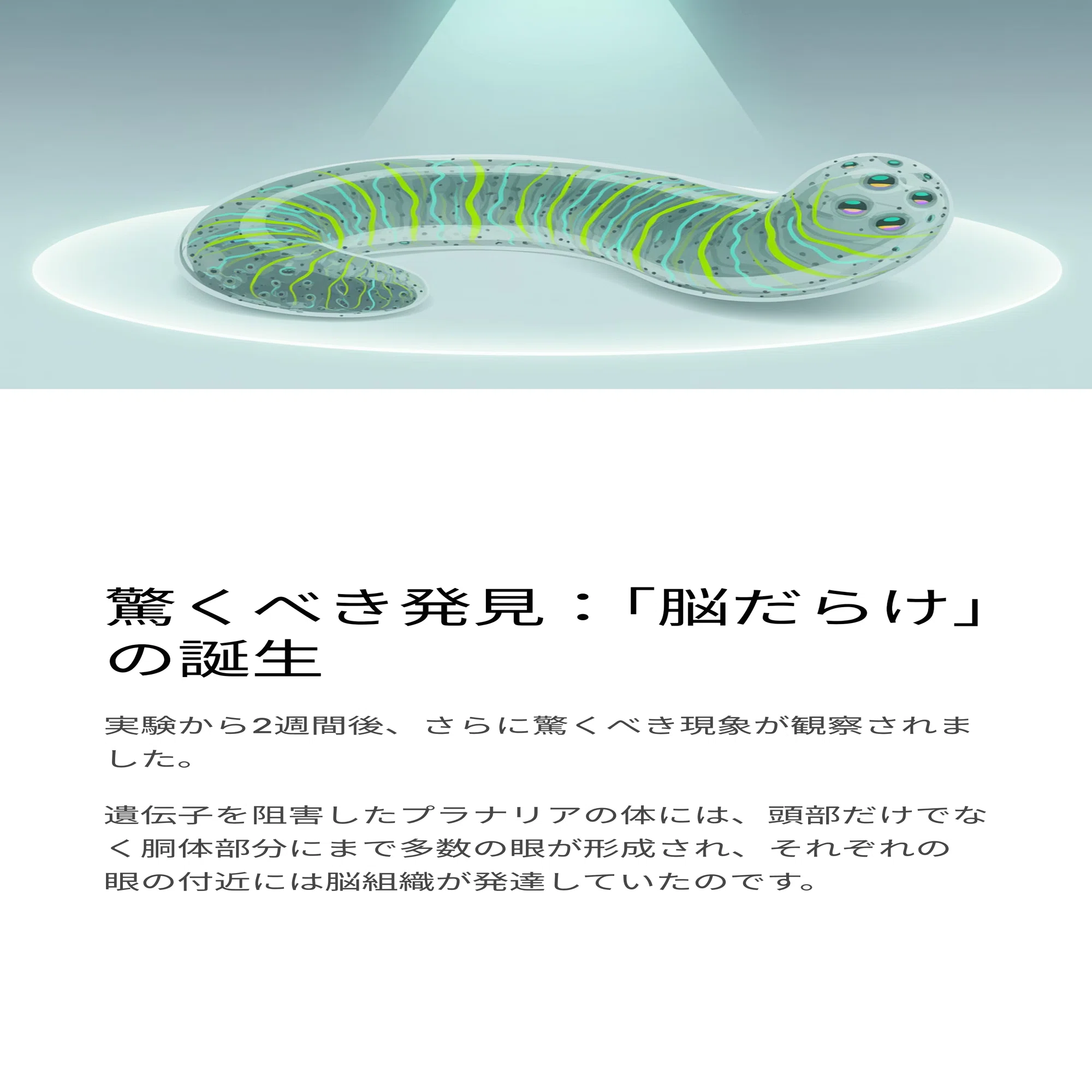 プラナリアの脳再生を解明する「nou-darake遺伝子」の謎｜松尾靖隆