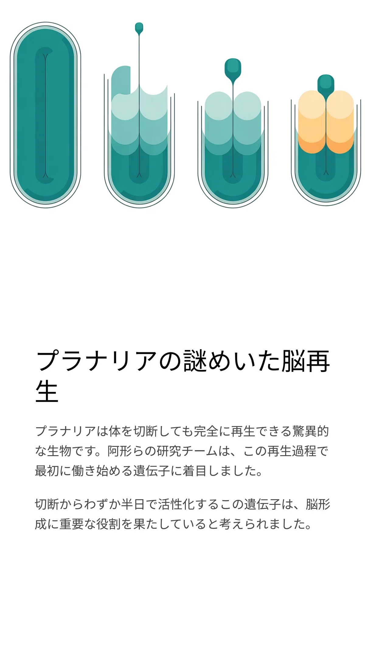 プラナリアの脳再生を解明する「nou-darake遺伝子」の謎｜松尾靖隆