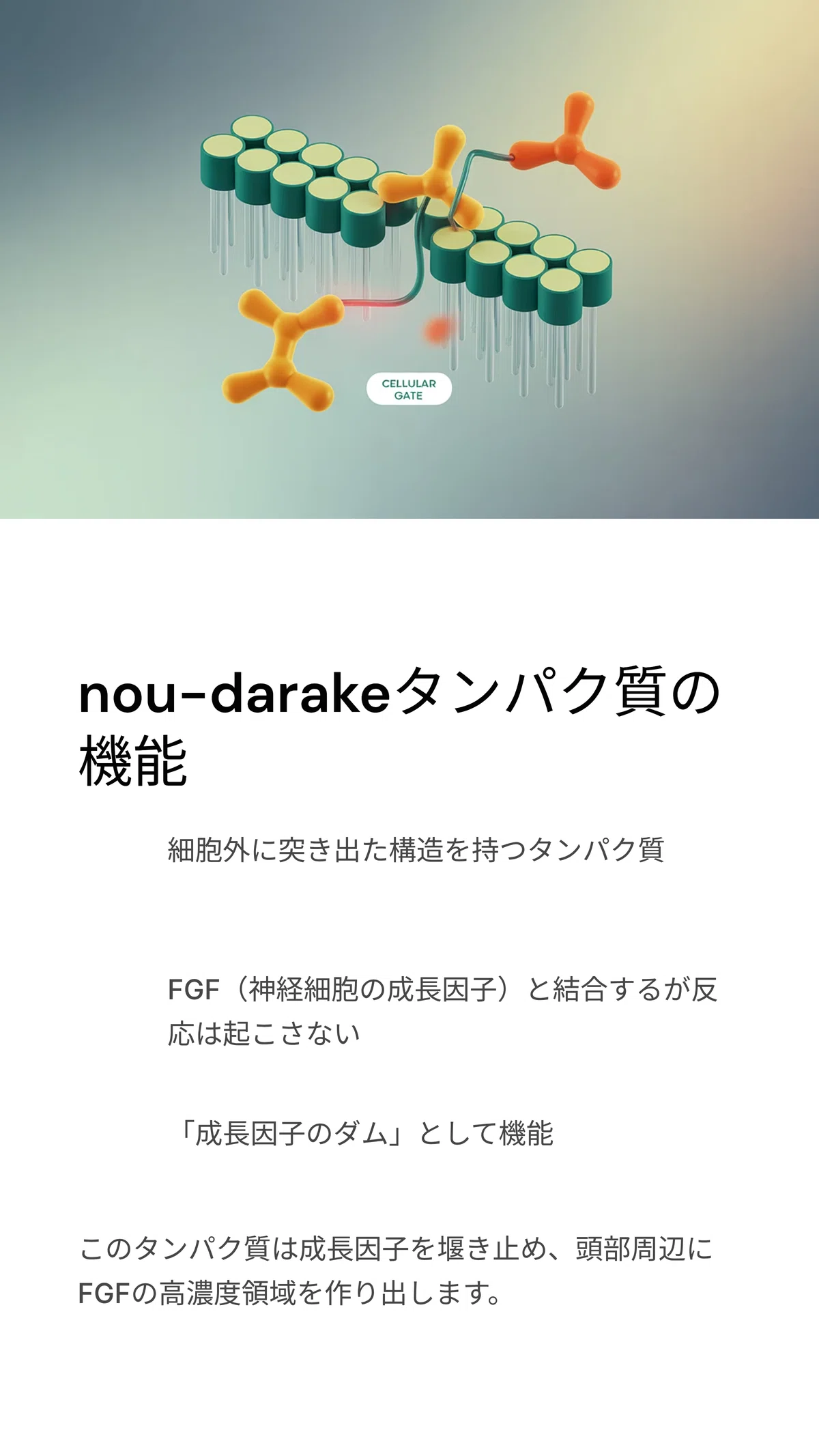 プラナリアの脳再生を解明する「nou-darake遺伝子」の謎｜松尾靖隆