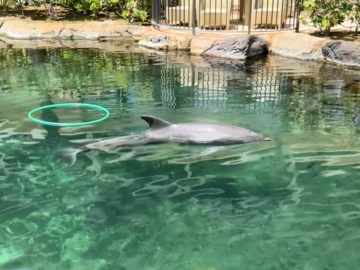 【3世代Hawaii】カハラホテルが3歳も大人も最高すぎて絶対また泊まりたい！｜emuko＠旅好きワーママ