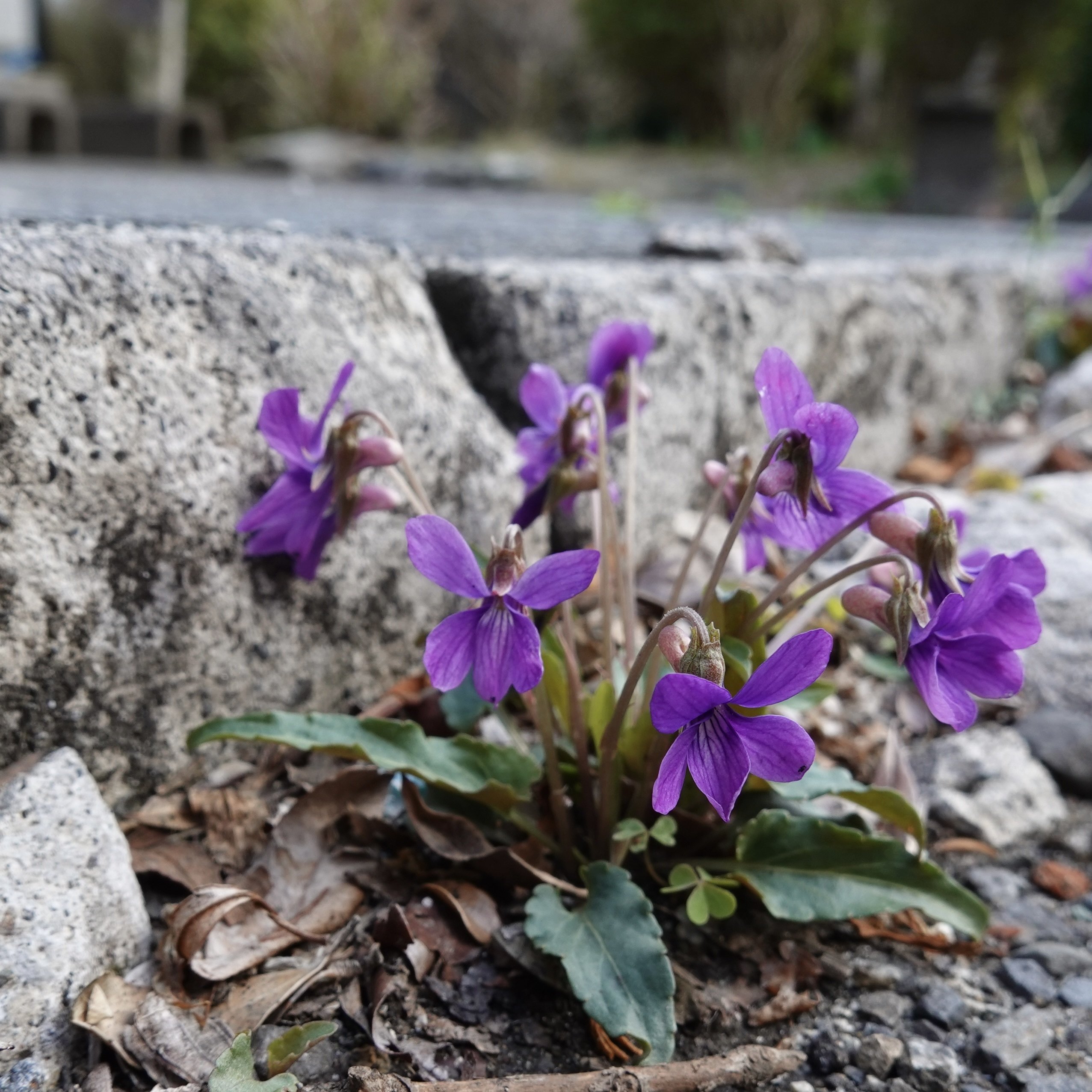 概要：茨城県のスミレ｜noteスミレの部屋