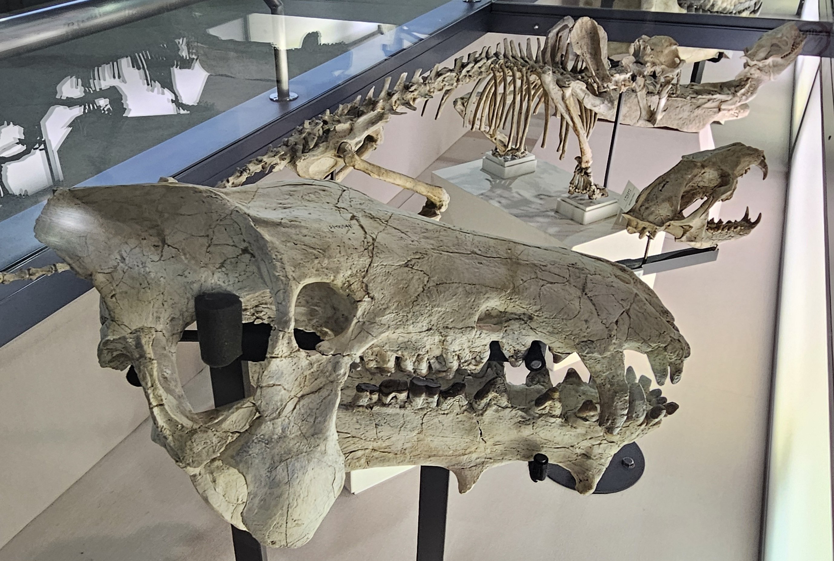 カニ　化石　博物館　地学　標本　甲殻類　勉強資料 カニ 化石 博物館 地学 標本 甲殻類 勉強資料