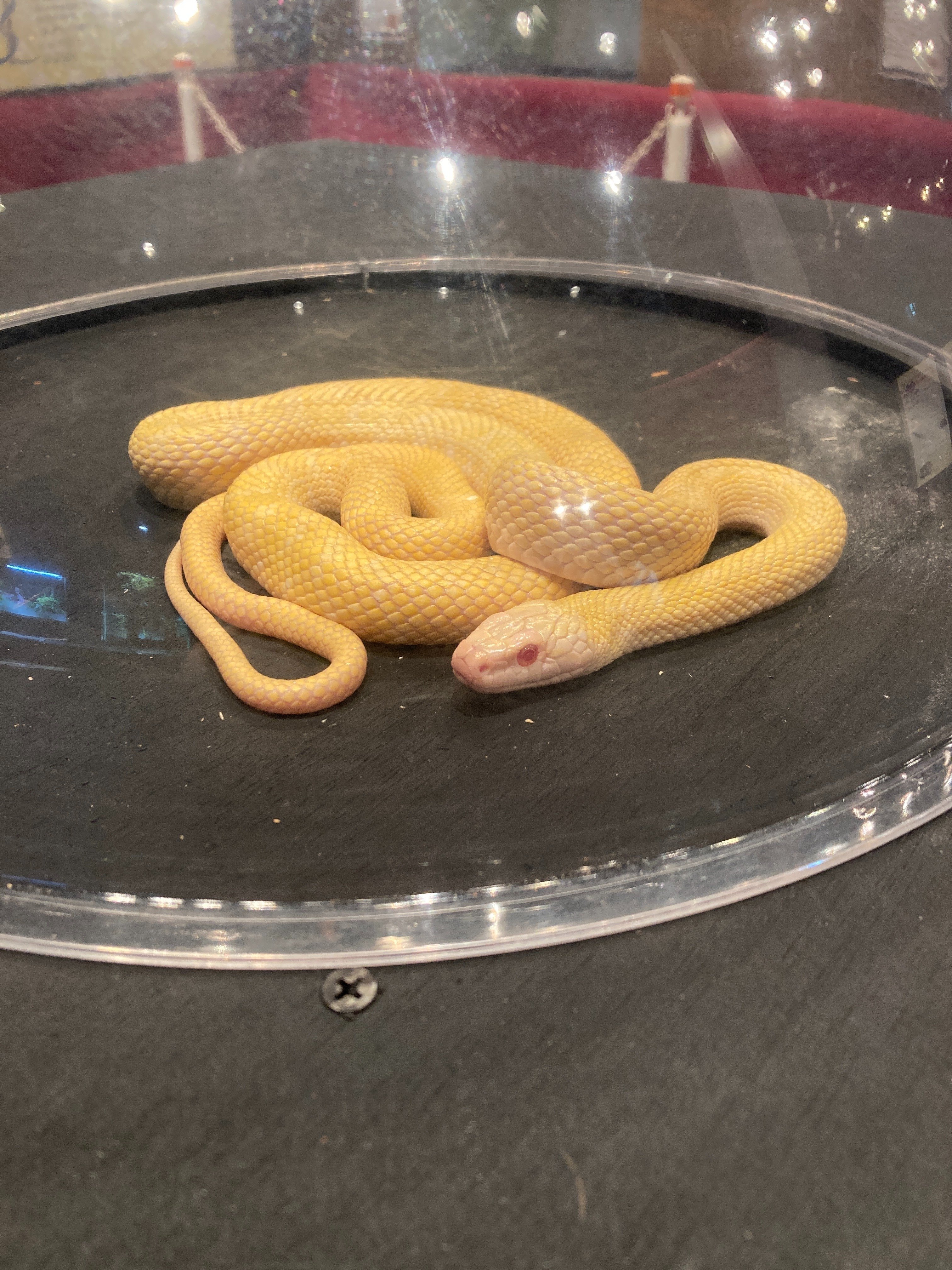 番外編：2025年8月8日（金）開運 世界のへび祭り 巳年スペシャル