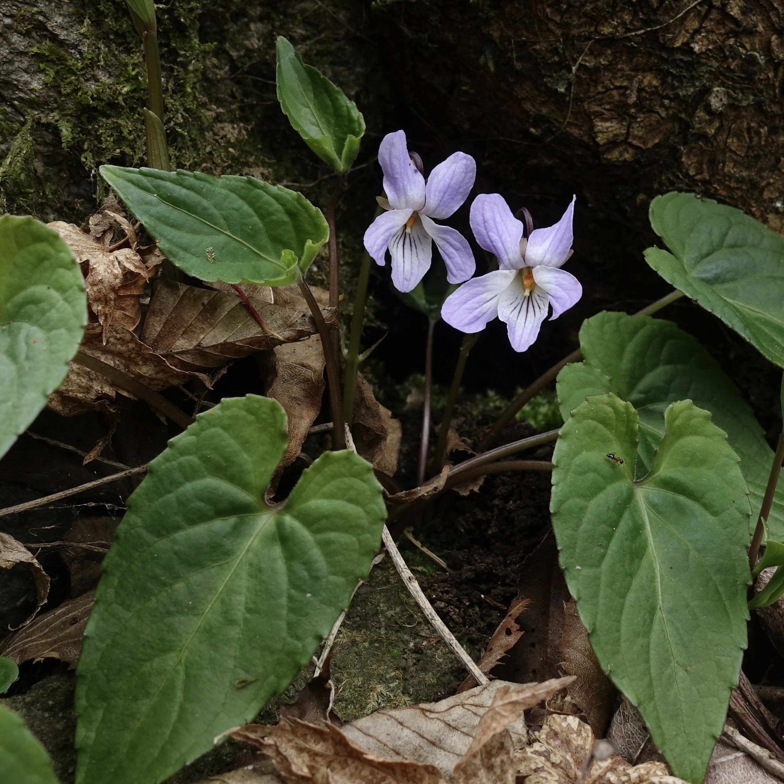 概要：茨城県のスミレ｜noteスミレの部屋