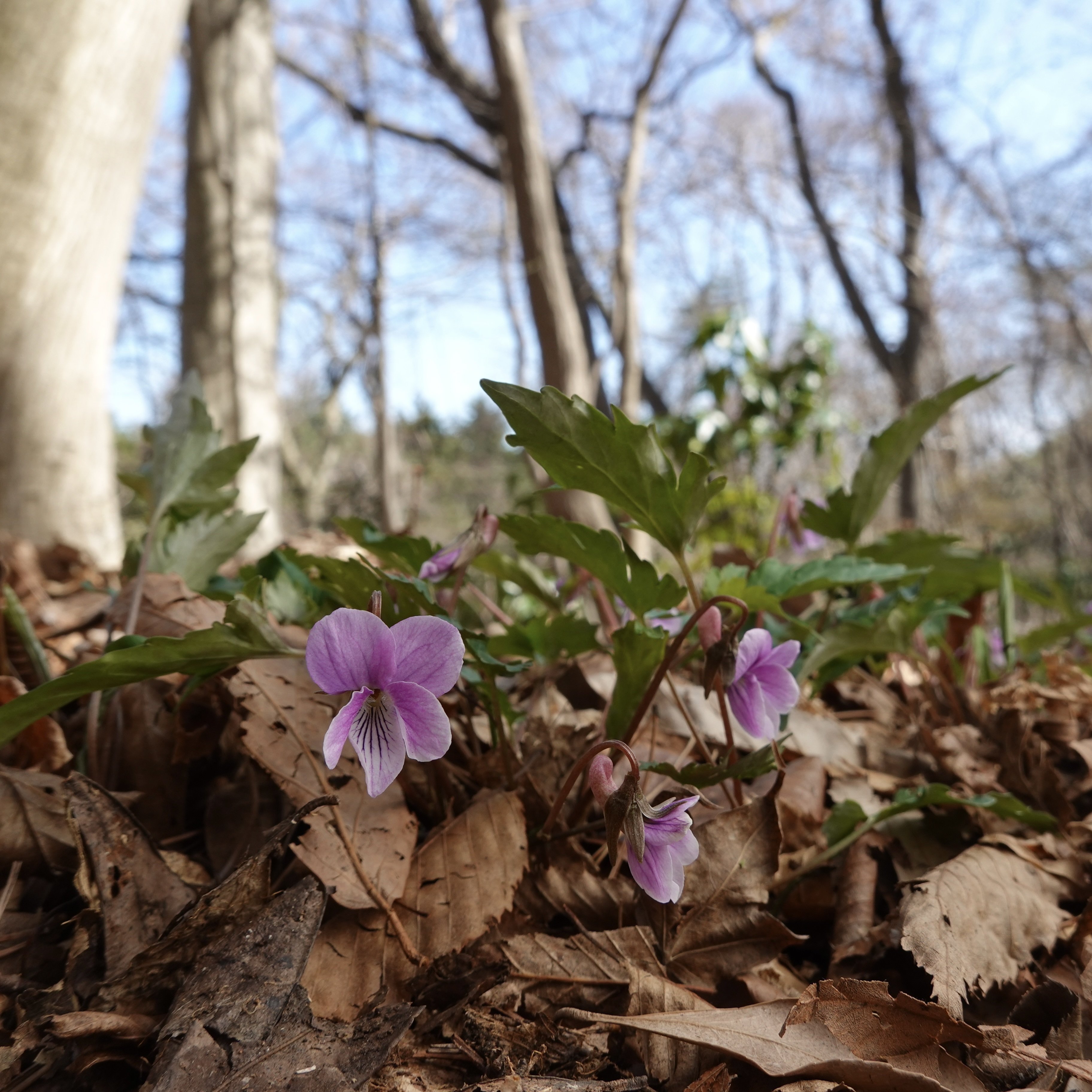 概要：茨城県のスミレ｜noteスミレの部屋