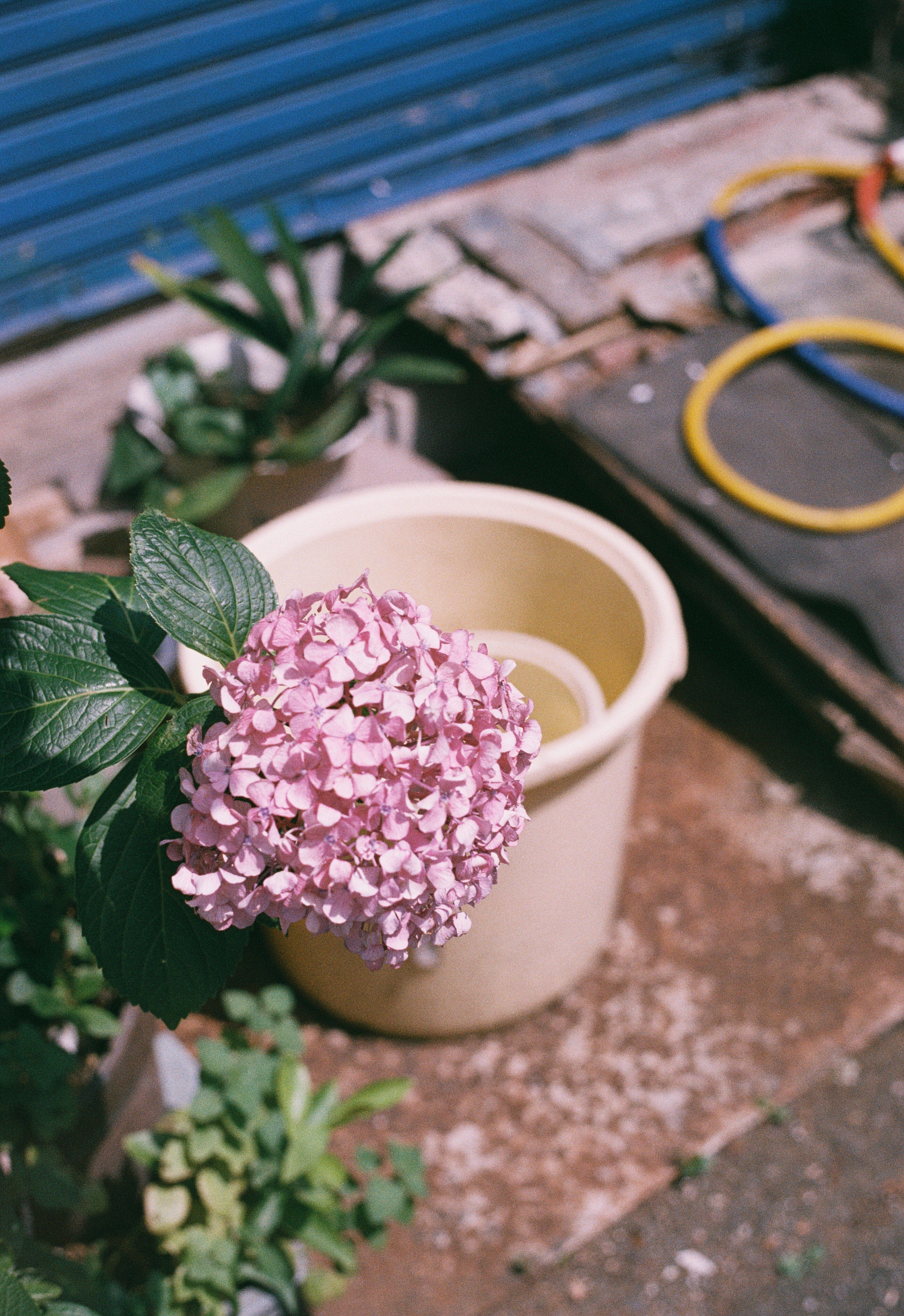 期限切れフィルムを使ってみた！ KONICA MINOLTA 業務用カラーフィルム