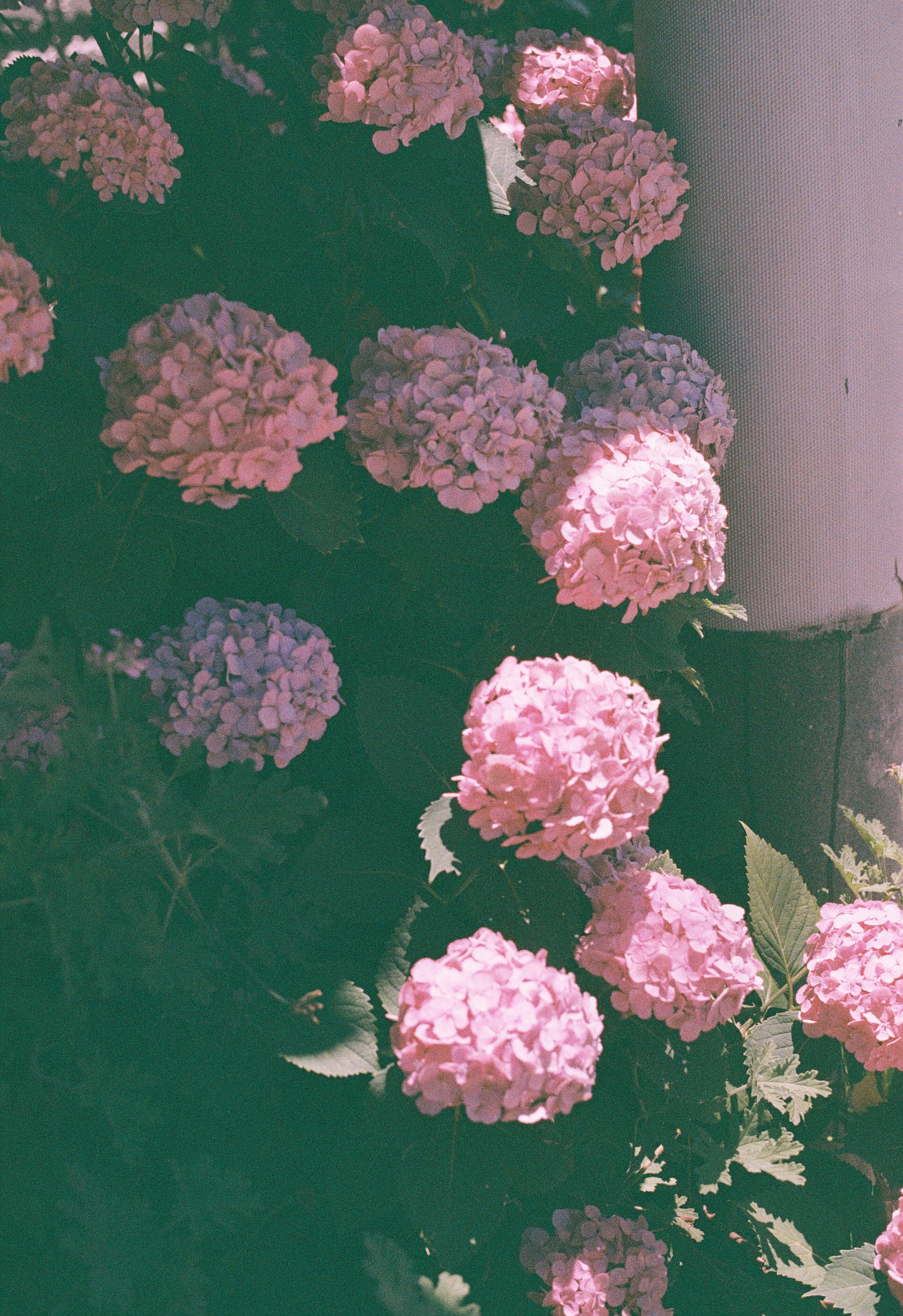 期限切れフィルムを使ってみた！ KONICA MINOLTA 業務用カラーフィルム