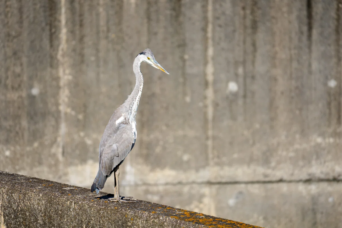 水辺のハンター「アオサギ」の魅力に迫る!【野鳥観察】|枚方紫峰霊苑