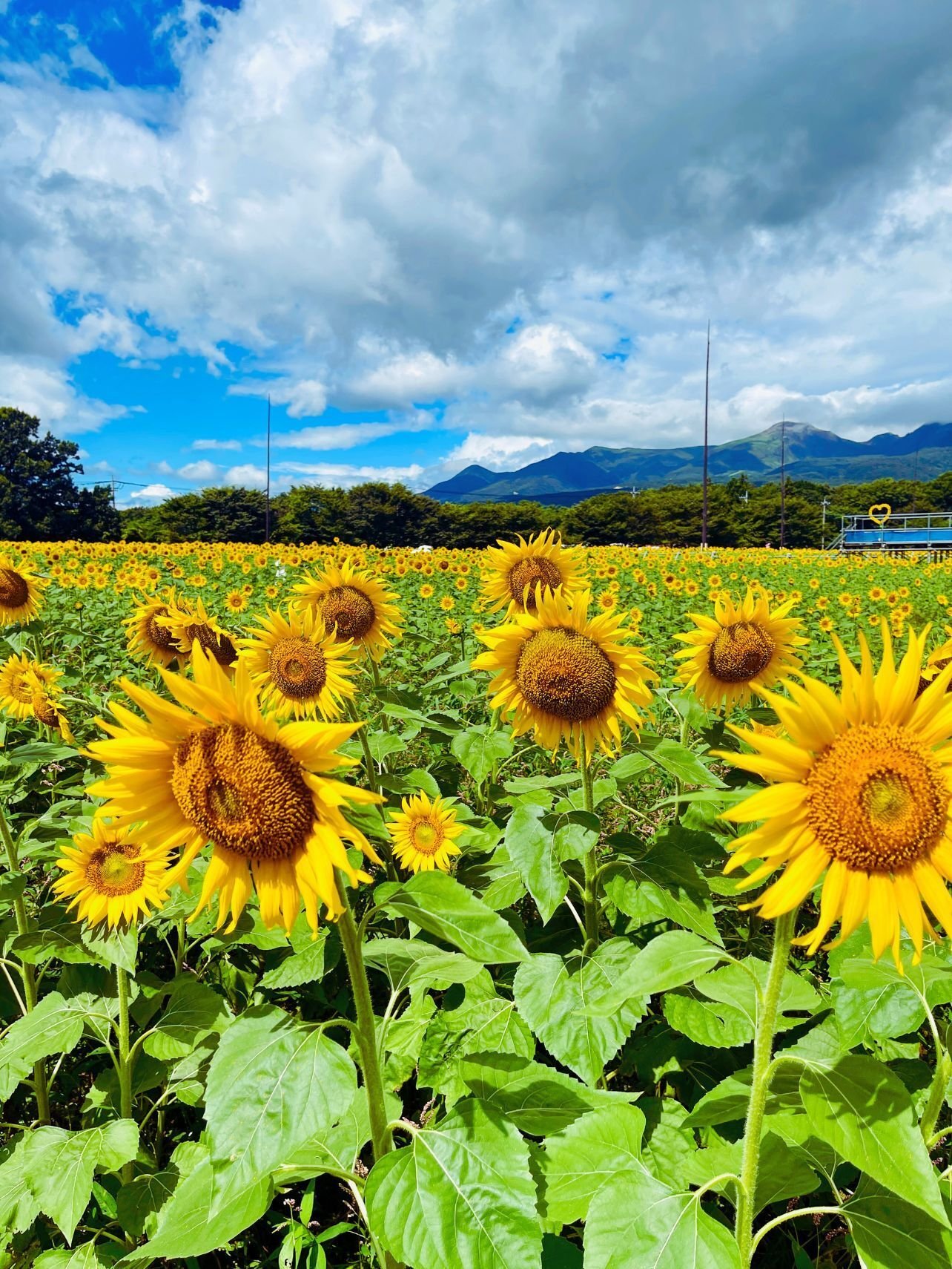8haに咲く200万本のひまわり｜那須高原・愛込ひまわり畑2025｜なすぐる