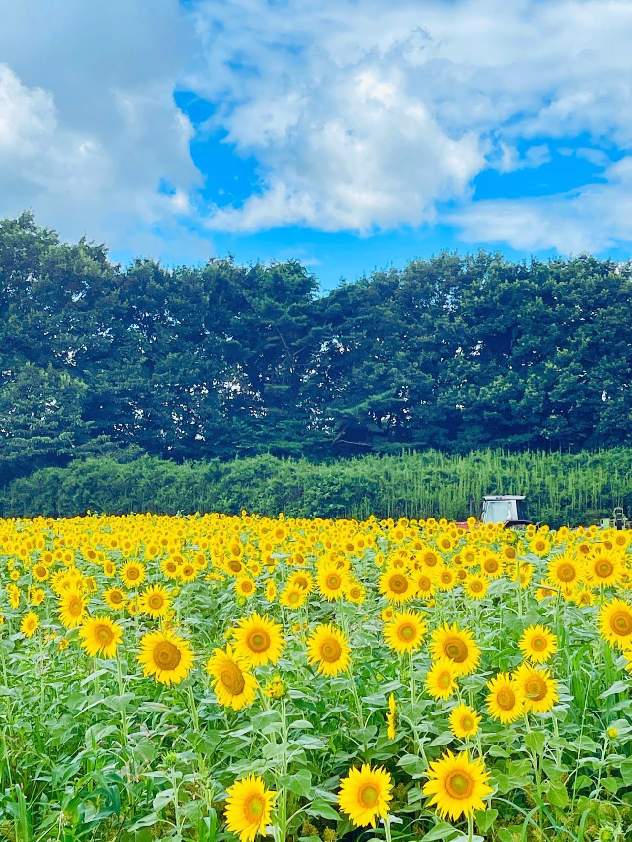 8haに咲く200万本のひまわり｜那須高原・愛込ひまわり畑2025｜なすぐる