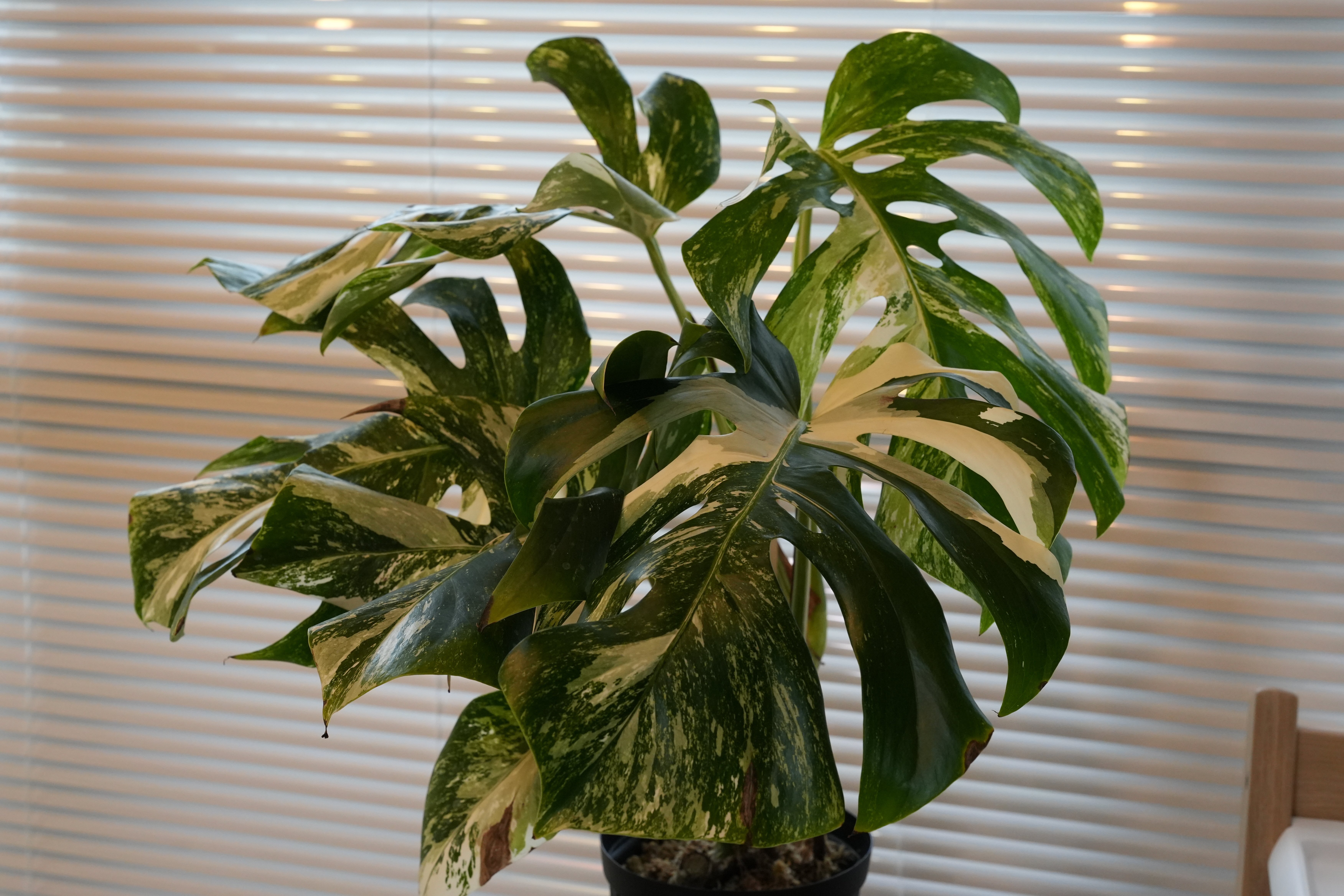 モンステラ・ハイブリッド・ホワイトフェアリーの成長記録｜燃えるゴミ