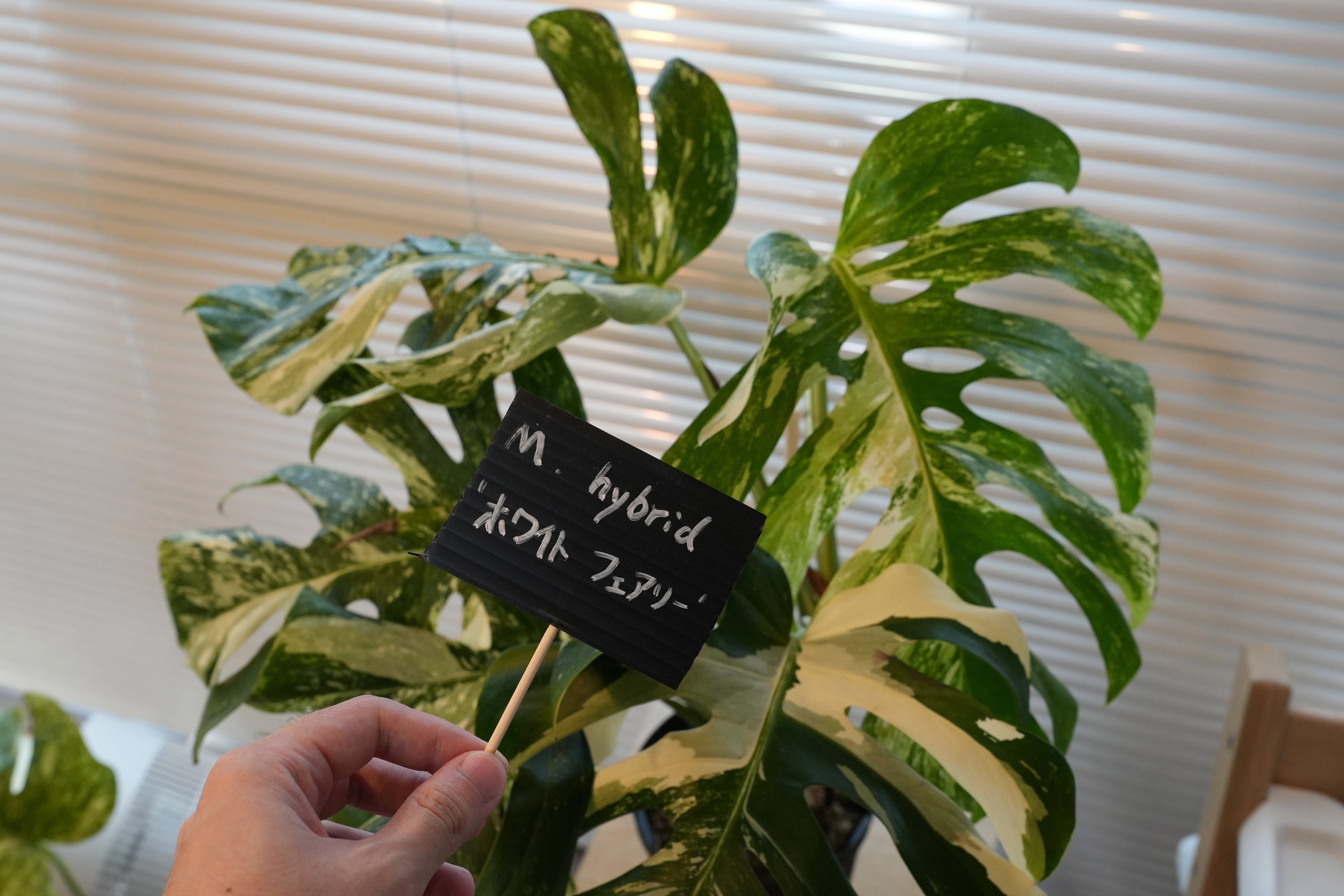 モンステラ・ハイブリッド・ホワイトフェアリーの成長記録｜燃えるゴミ