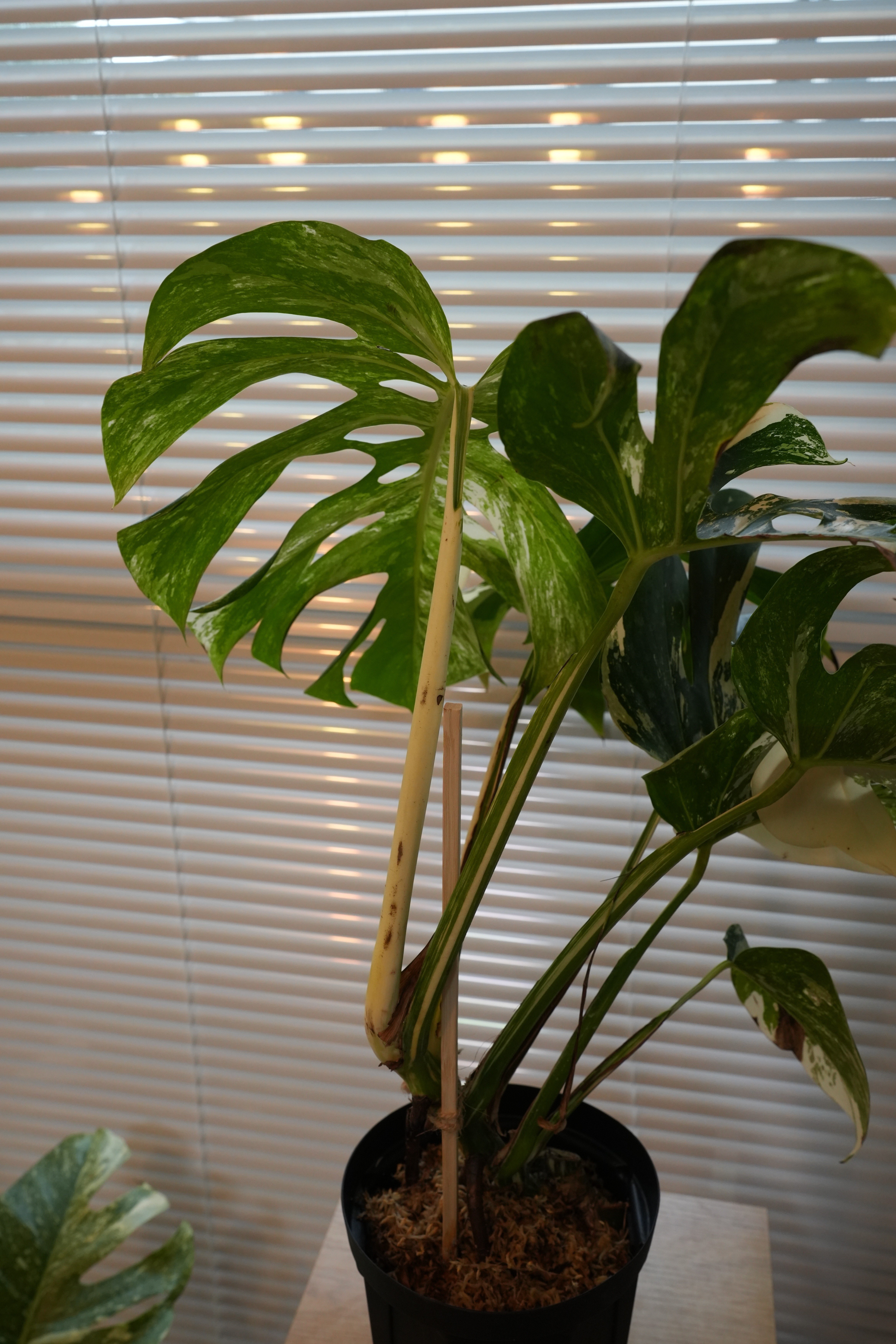 モンステラ・ハイブリッド・ホワイトフェアリーの成長記録｜燃えるゴミ