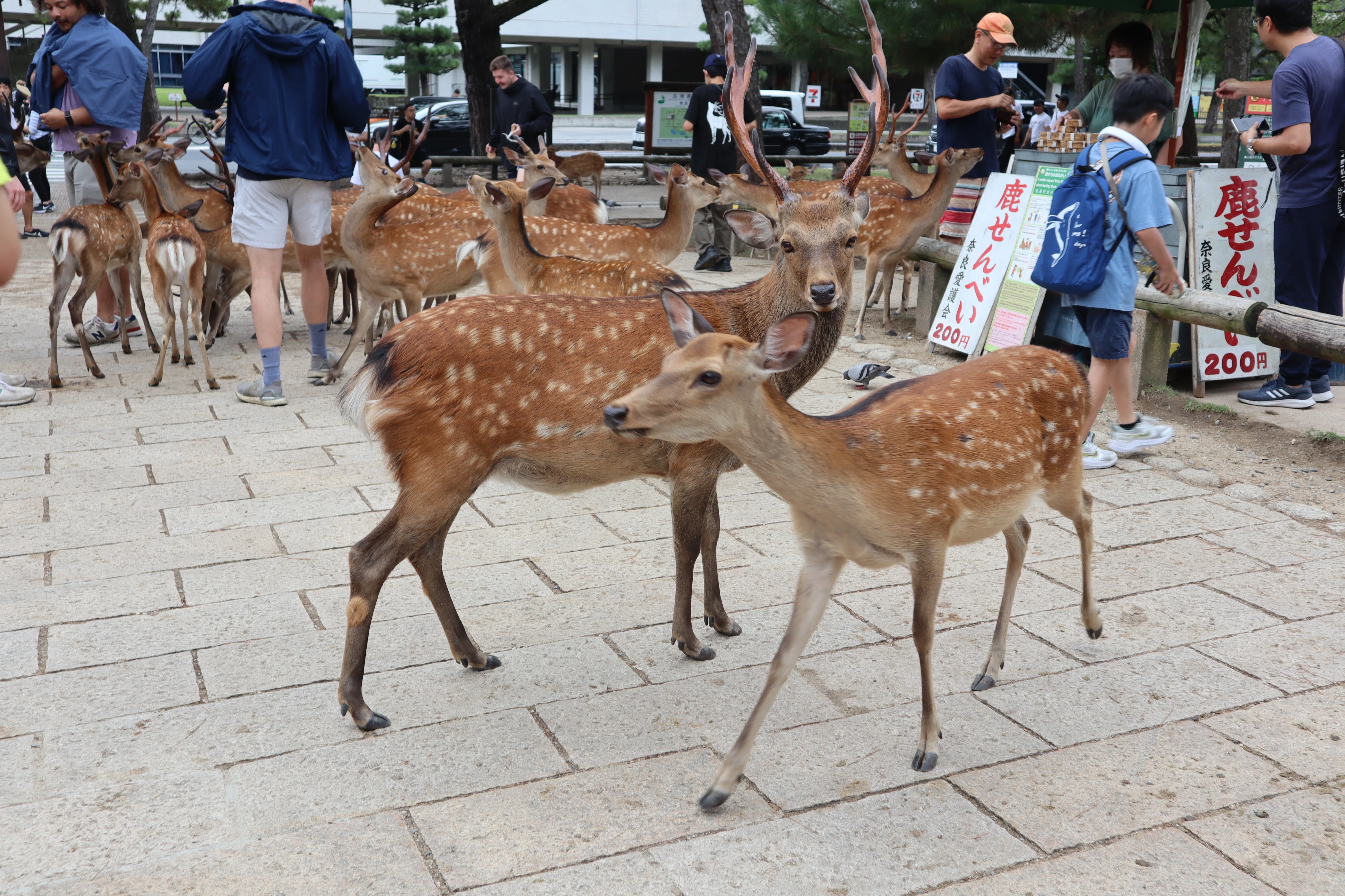 奈良公園・東大寺】久しぶりの鹿さん🦌｜K_unity