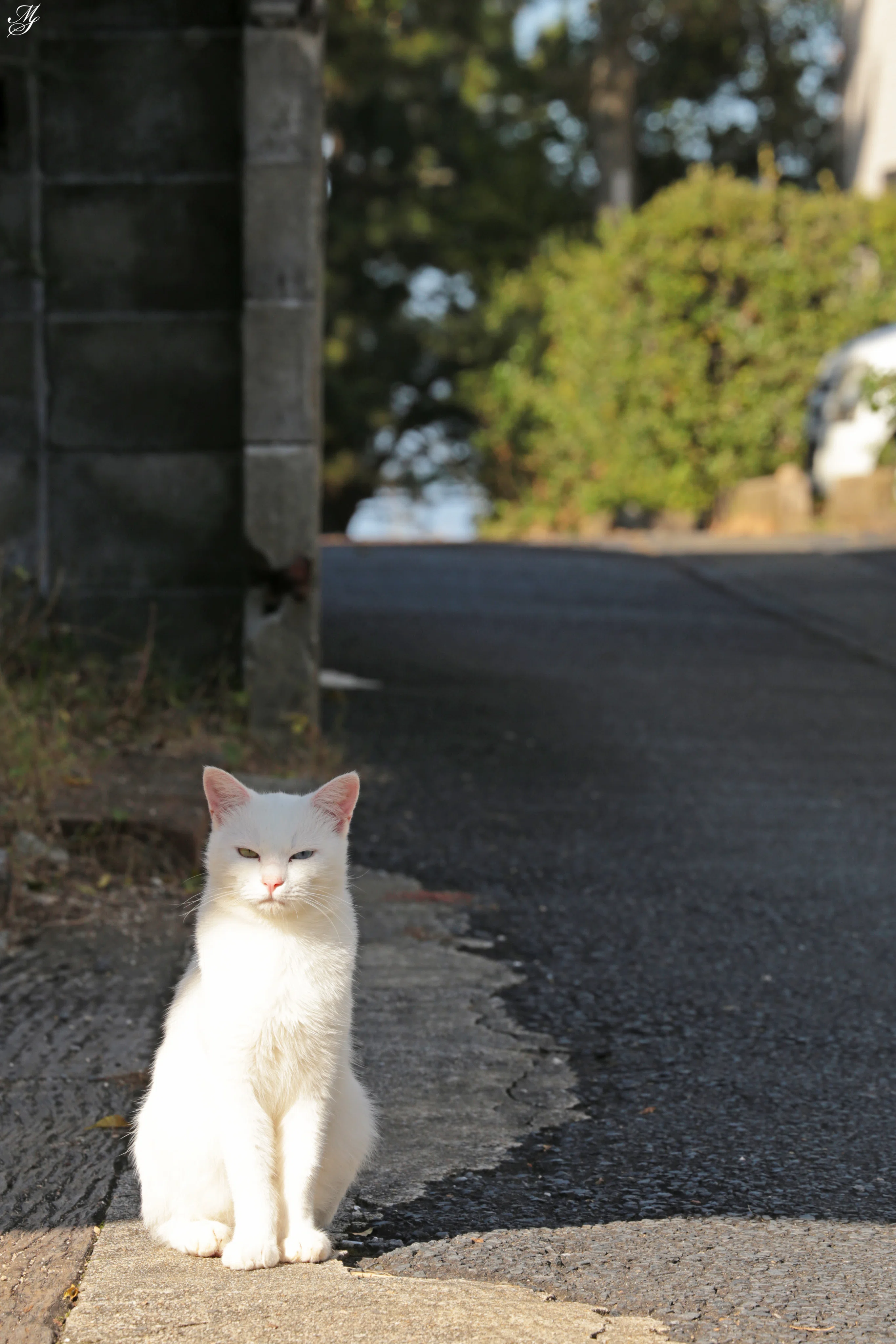 オッドアイの美麗な猫さんに出逢った｜aki mura