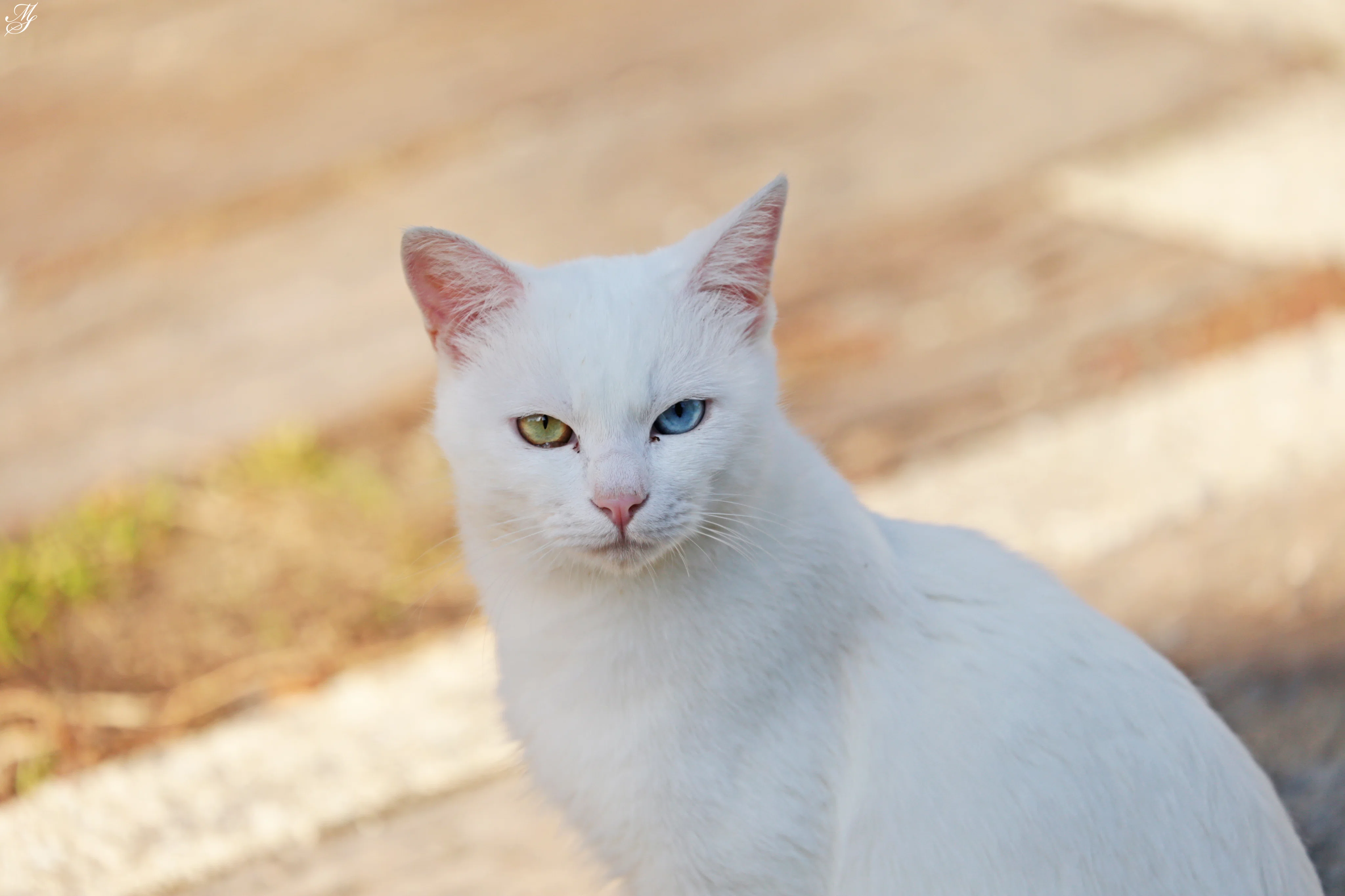 オッドアイの美麗な猫さんに出逢った｜aki mura