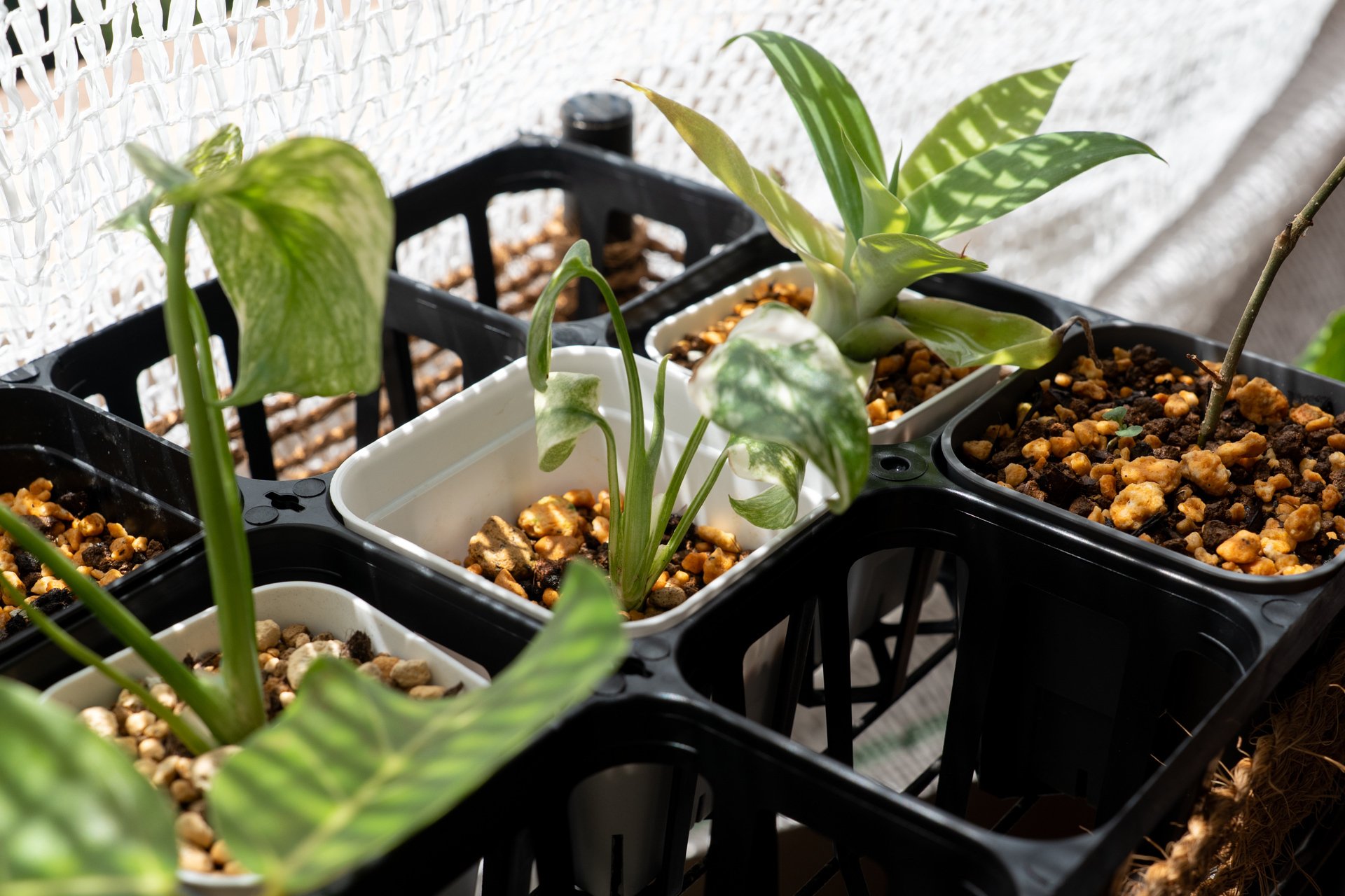 モンステラ・デリシオーサ・タイコンステレーション①の成長記録