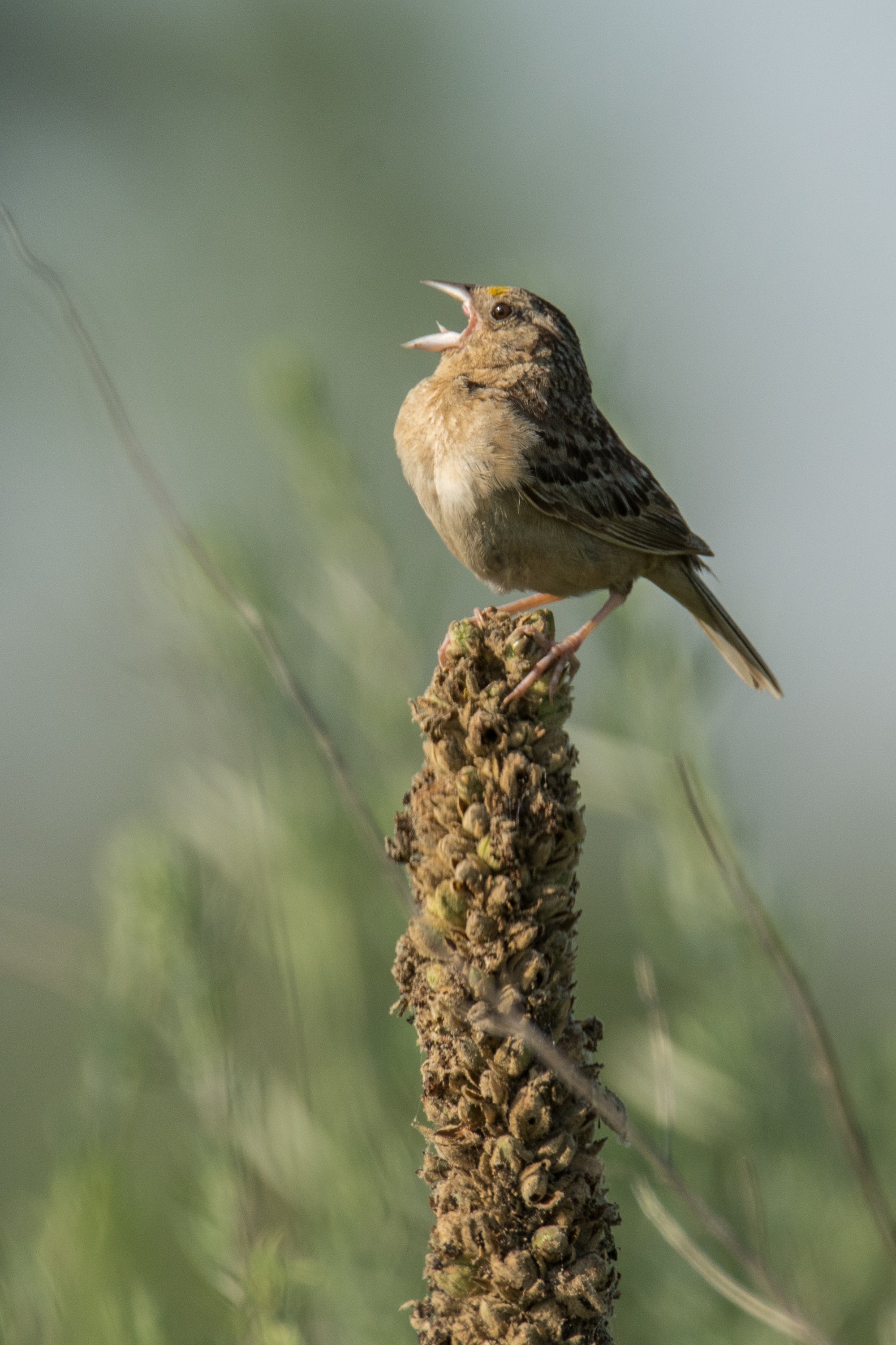シカゴでバードウォッチング！】Grasshopper Sparrow