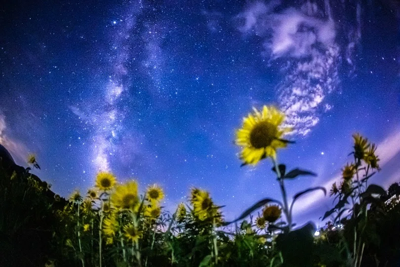 ひまわりが見上げる天の川】2025.7.22 / 福井県大野市｜ひでゆき 星の