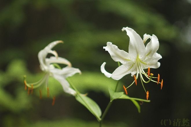 花便り＞ネコノヒゲ｜清愁
