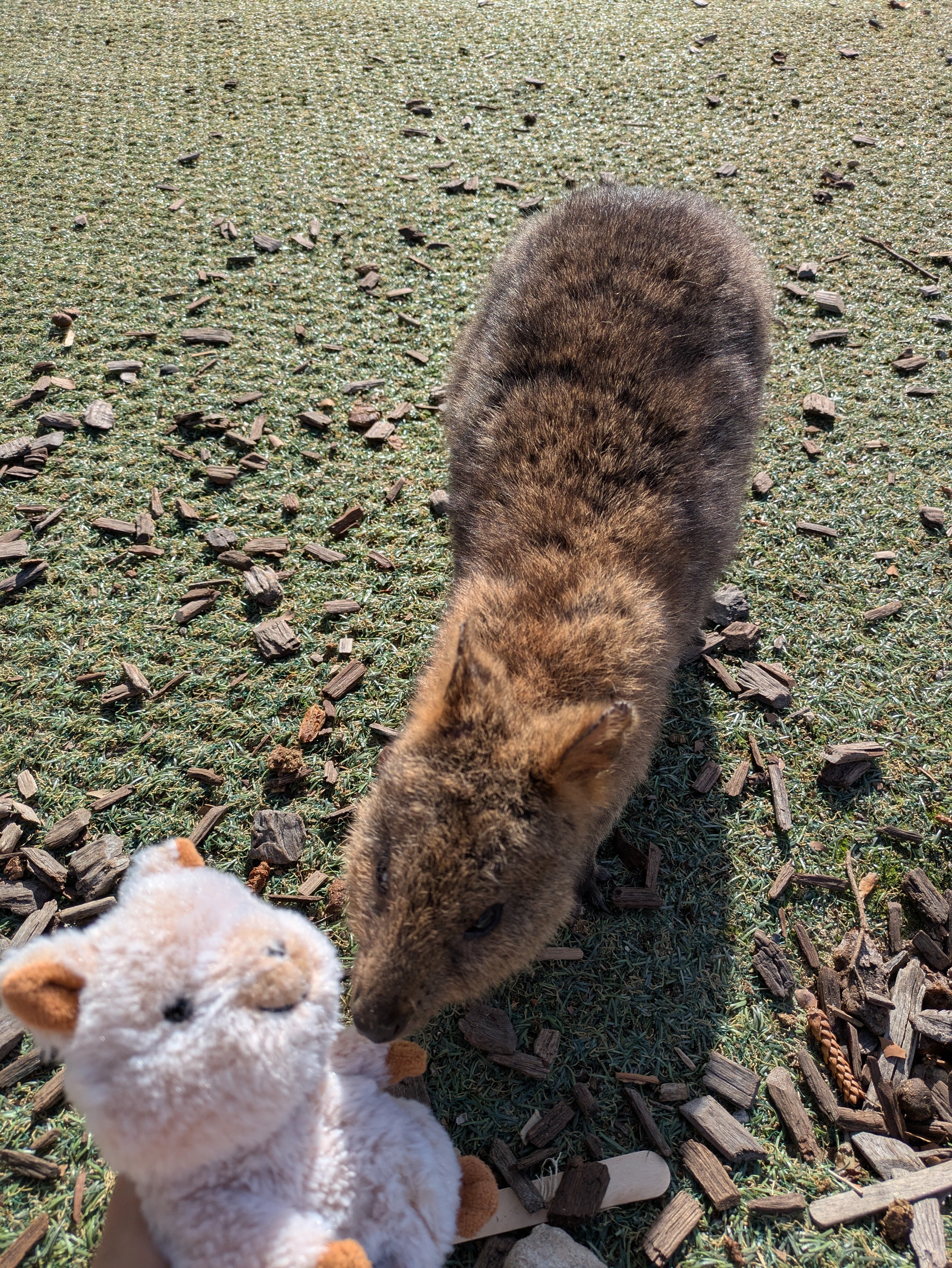 ⑤オーストラリアパース ひとり旅 3日目｜ロットネスト島で出会う“世界