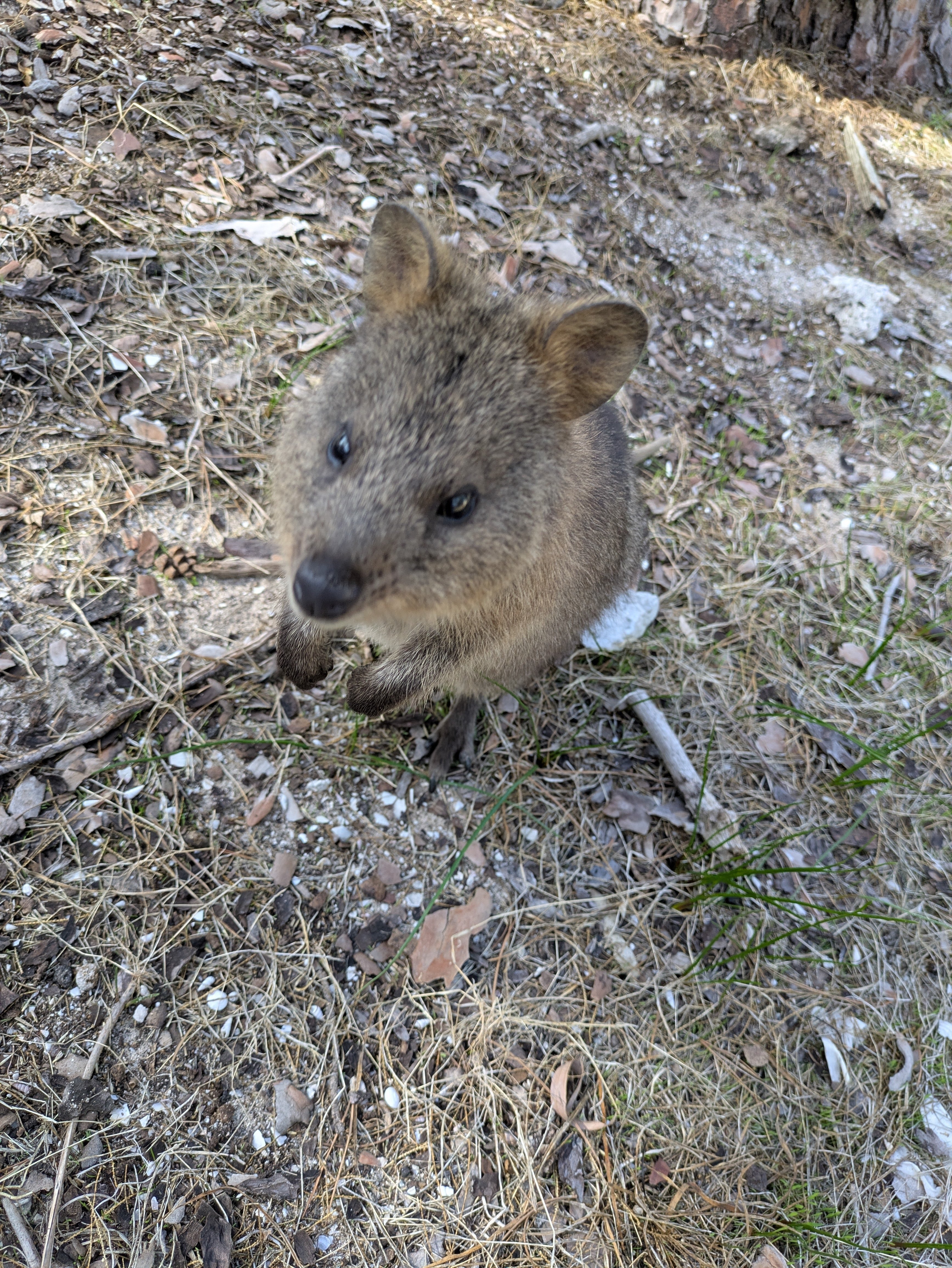 ⑤オーストラリアパース ひとり旅 3日目｜ロットネスト島で出会う“世界