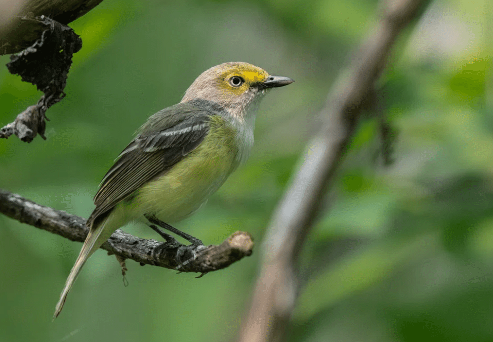 シカゴでバードウォッチング！】 Red-eyed Vireo アカメモズ