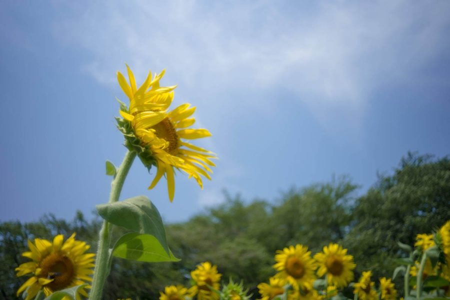 ヒマワリページ 0_10ac738a52941dcda7c5c1c582d1