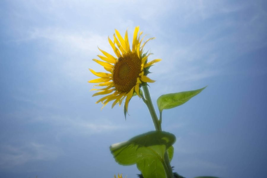 ヒマワリページ 0_10ac738a52941dcda7c5c1c582d1