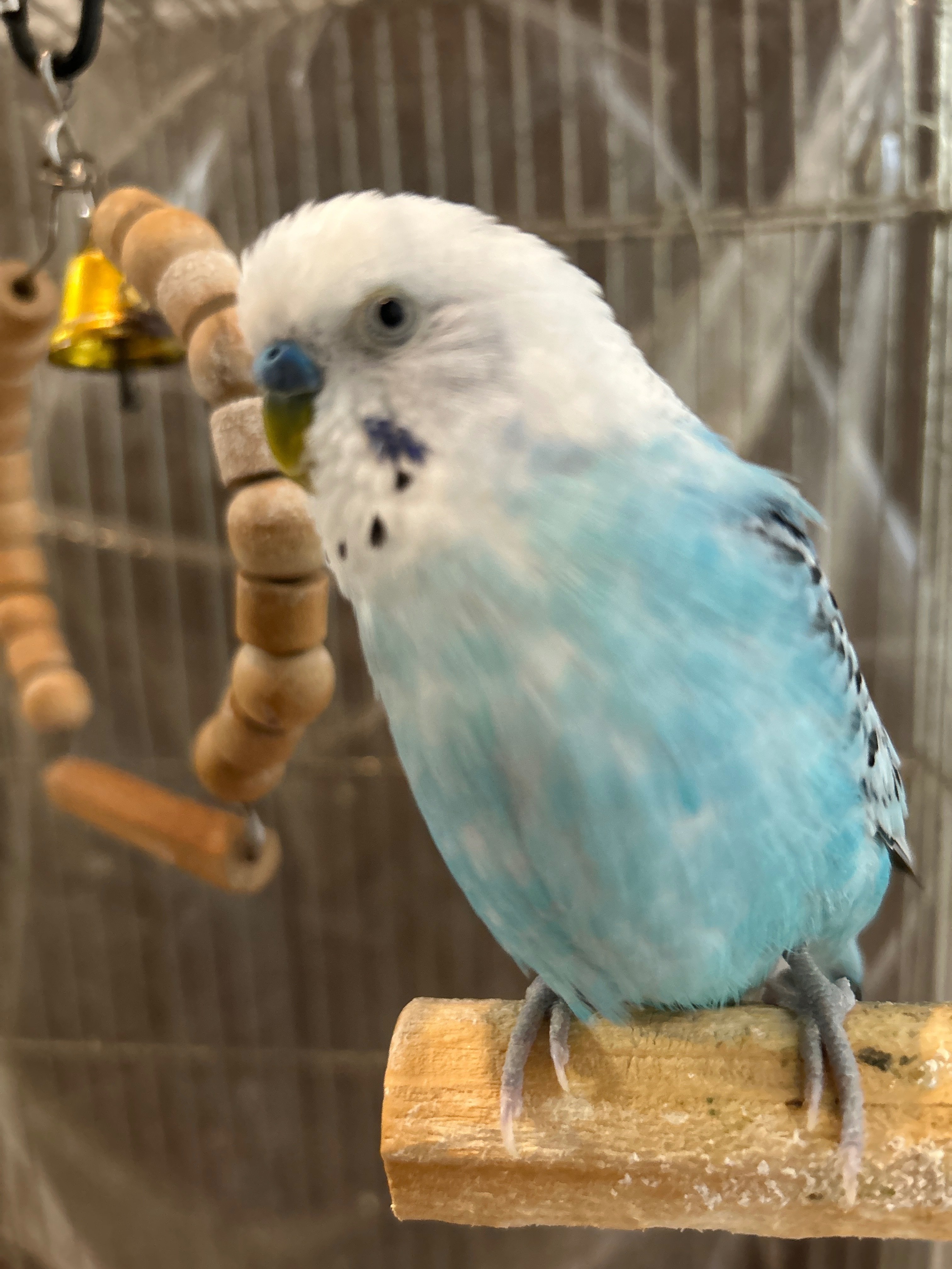 インコのピーちゃん様オーダー　播州織　タオルサイズ インコのピーちゃん様オーダー 播州織 タオルサイズ お子様も