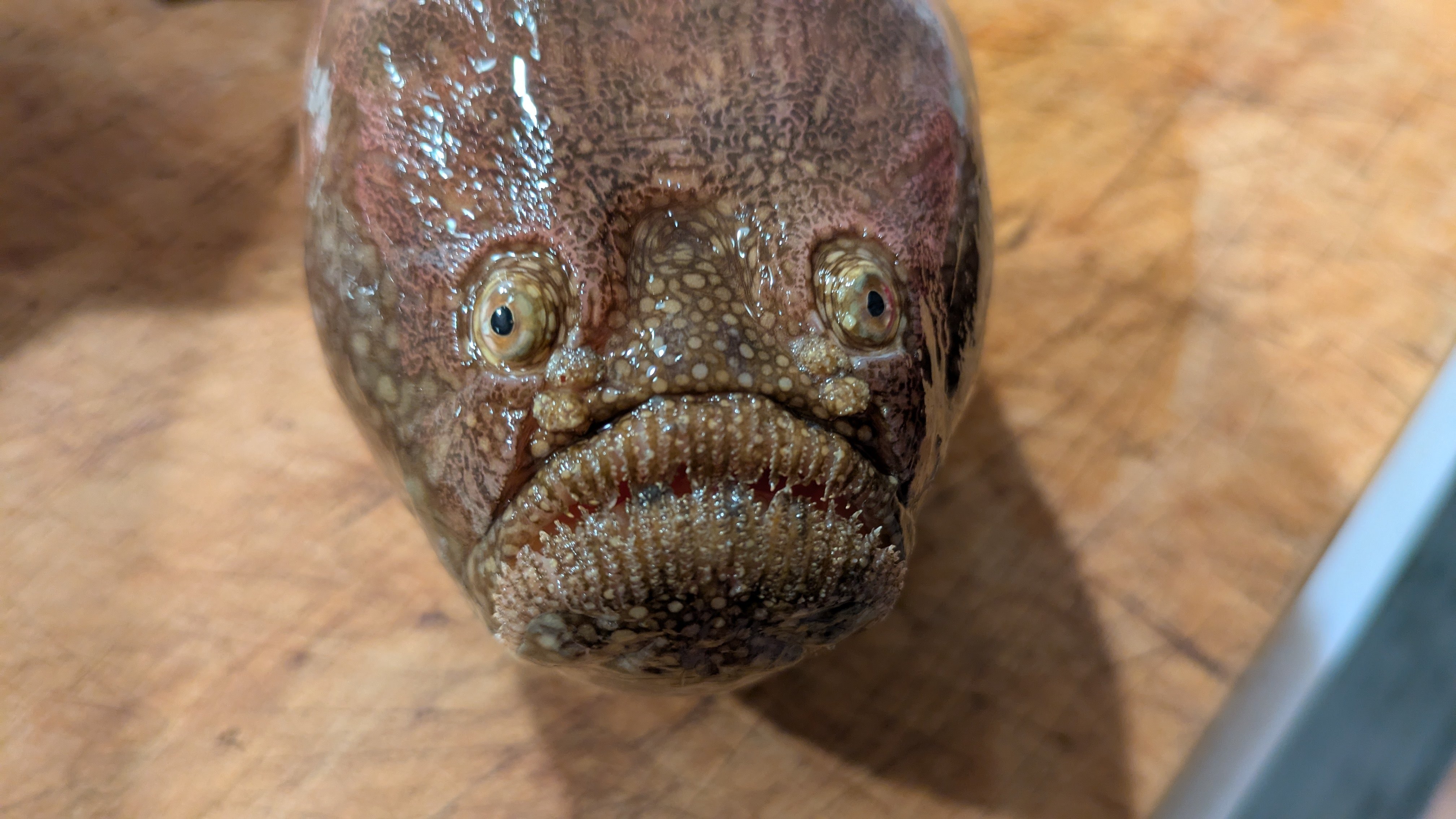 2025年8月11日（月）「未利用魚・サツオミシマ」｜おおたま