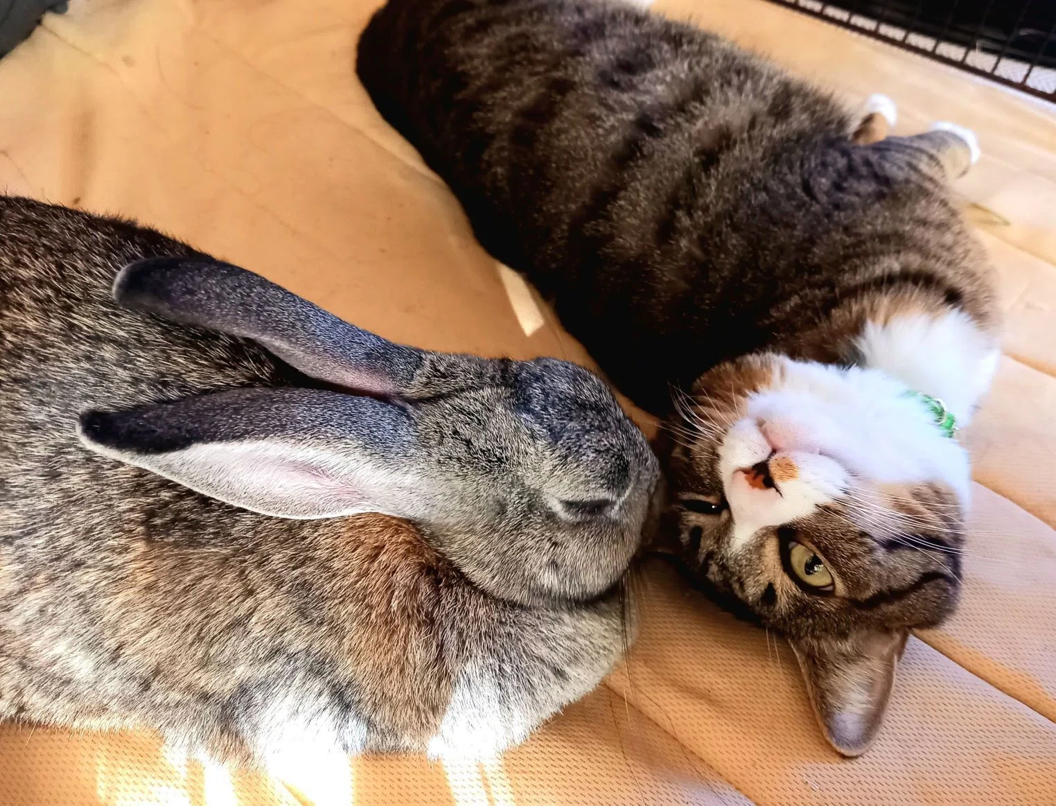 うさぎねこ様 うさぎ猫さま 専用ページ 【公式通販】