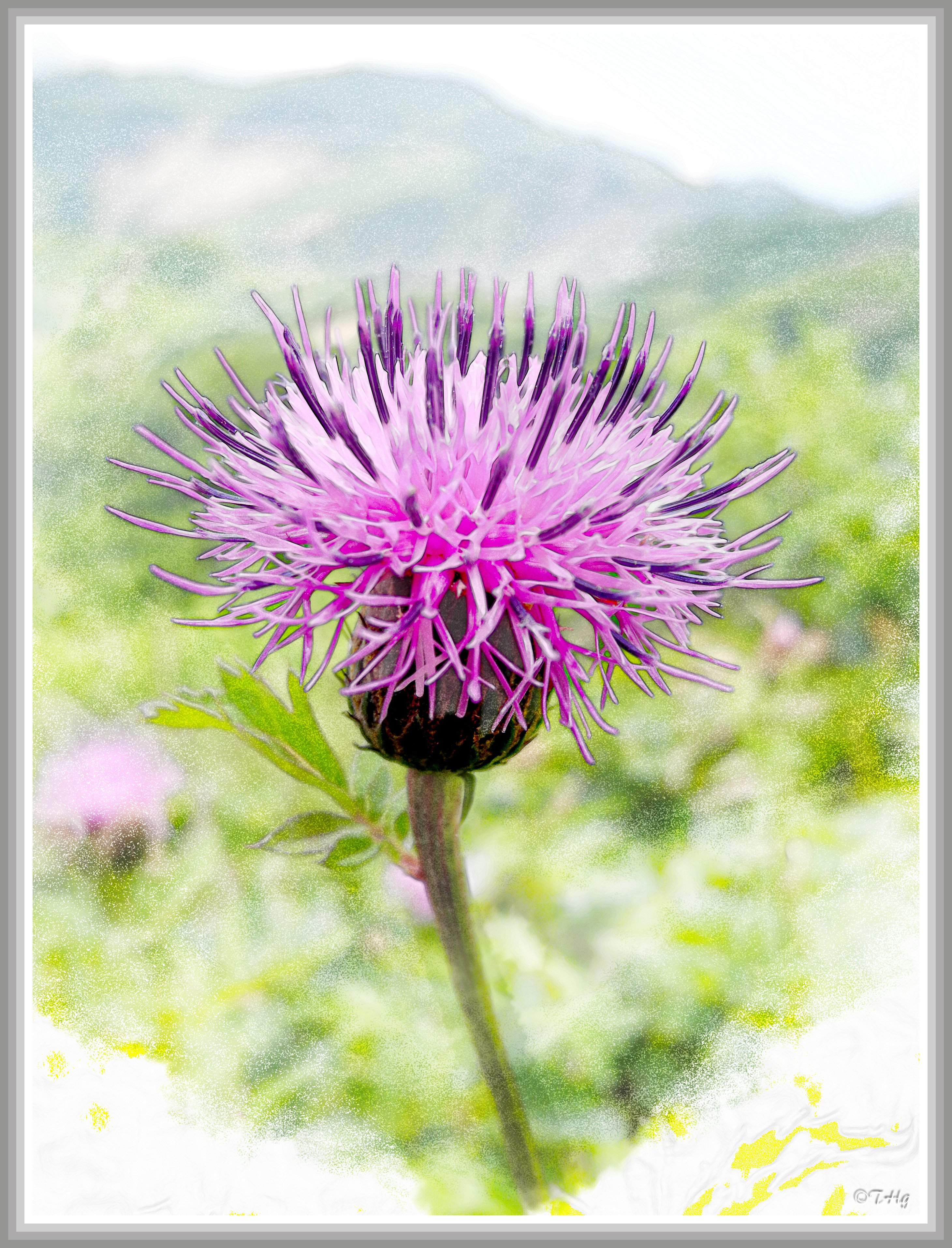アザミ（高山植物・水彩画風）｜taka