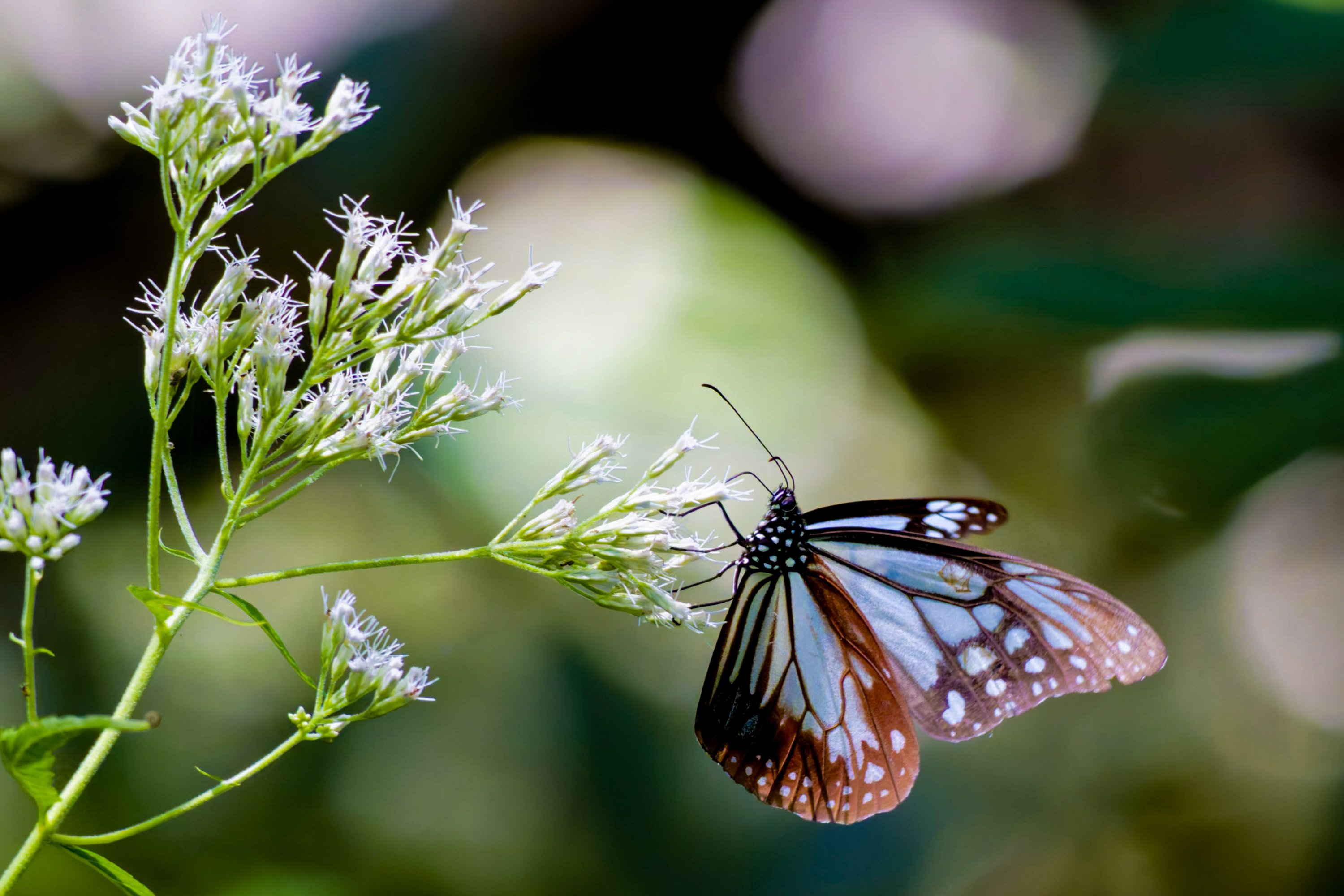 夏のアサギマダラ(浅葱斑)｜Miya