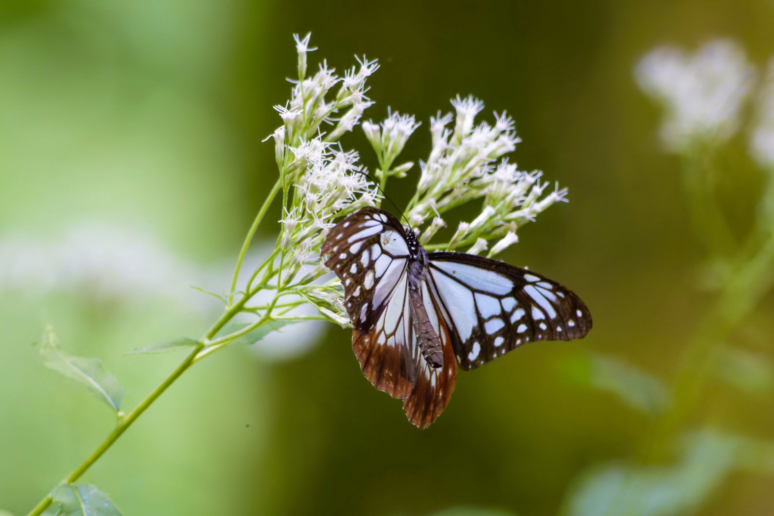 夏のアサギマダラ(浅葱斑)｜Miya