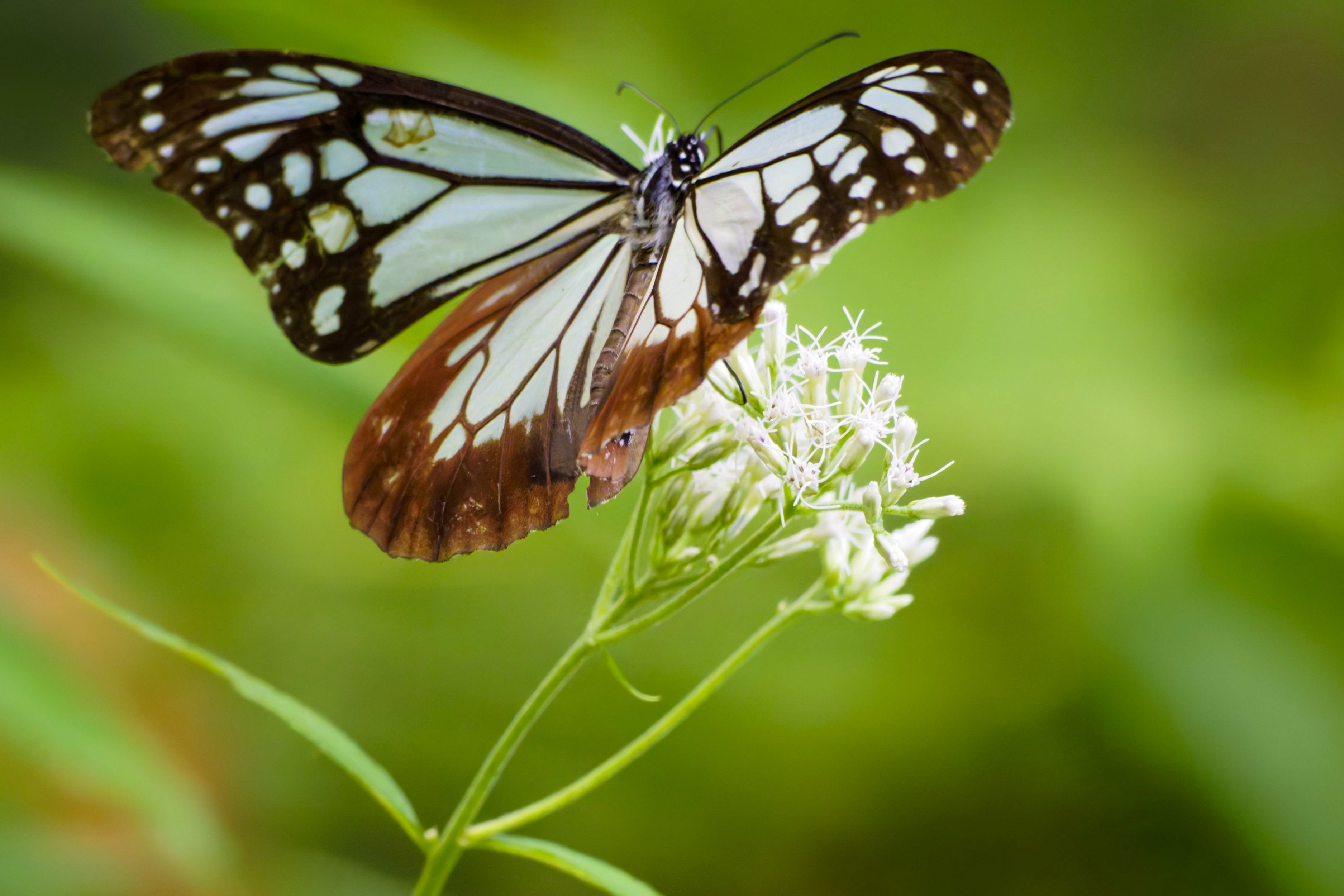 夏のアサギマダラ(浅葱斑)｜Miya