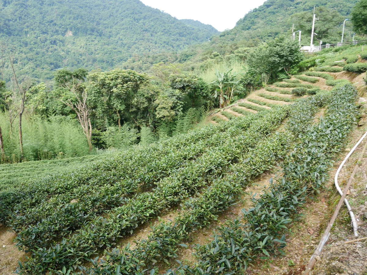 【猫空観光】台北屈指のお茶の生産地！猫空の癒しスポット5選｜TAIPEI NAVI×FUNIT