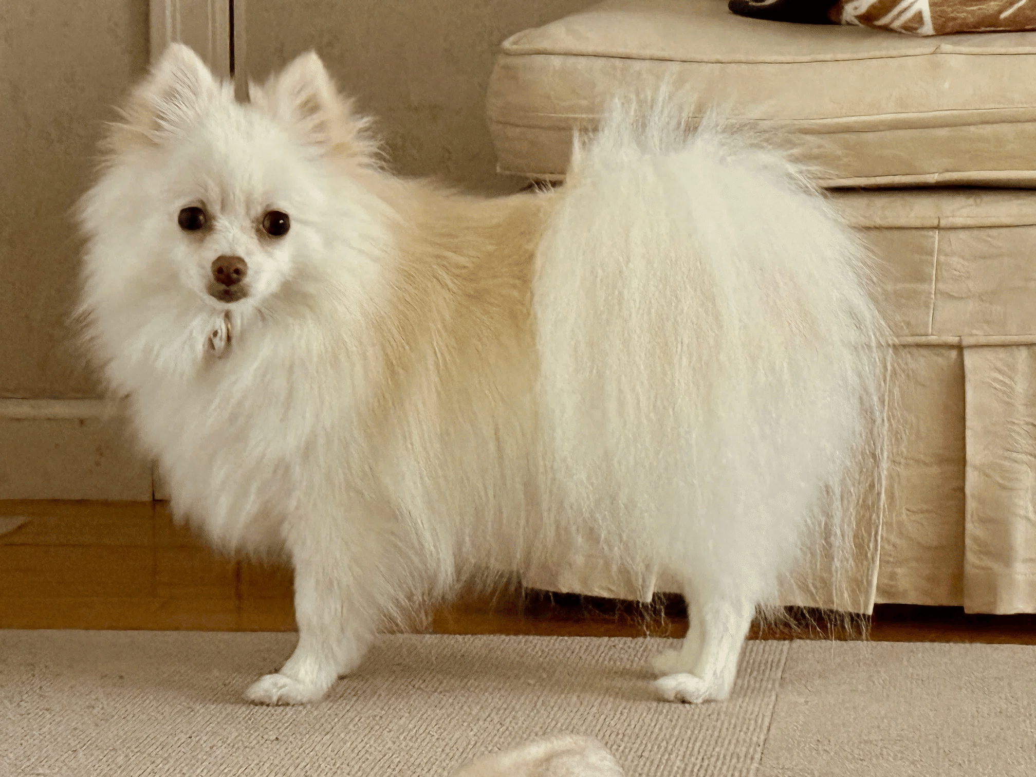 ポメころび様 ⋱🩵タイアップ動画公開記念🩷⋰ 「ちろぴの公式アカウント」が