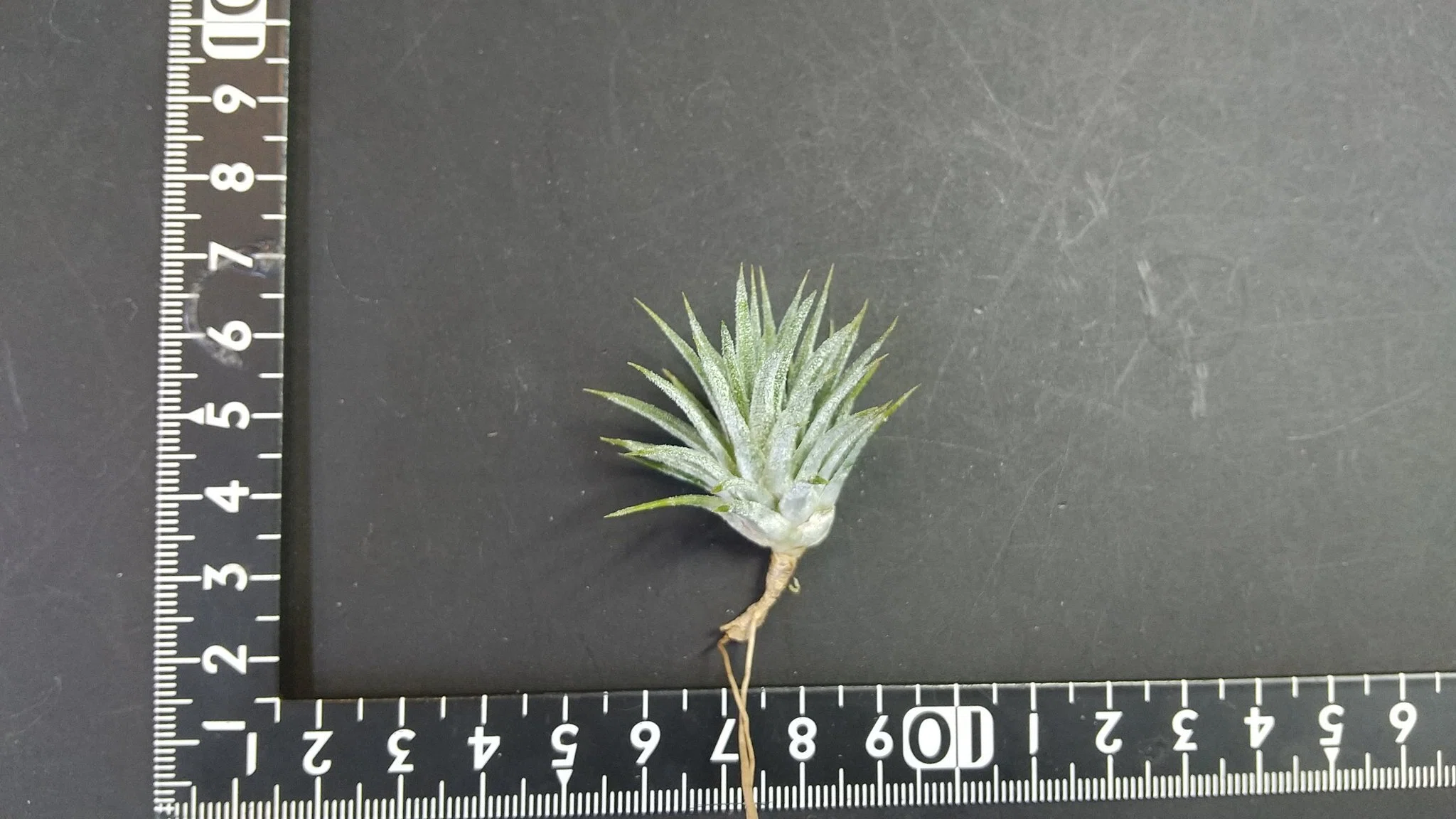 チランジア入荷リスト8/5｜NatureGarden🌿神田